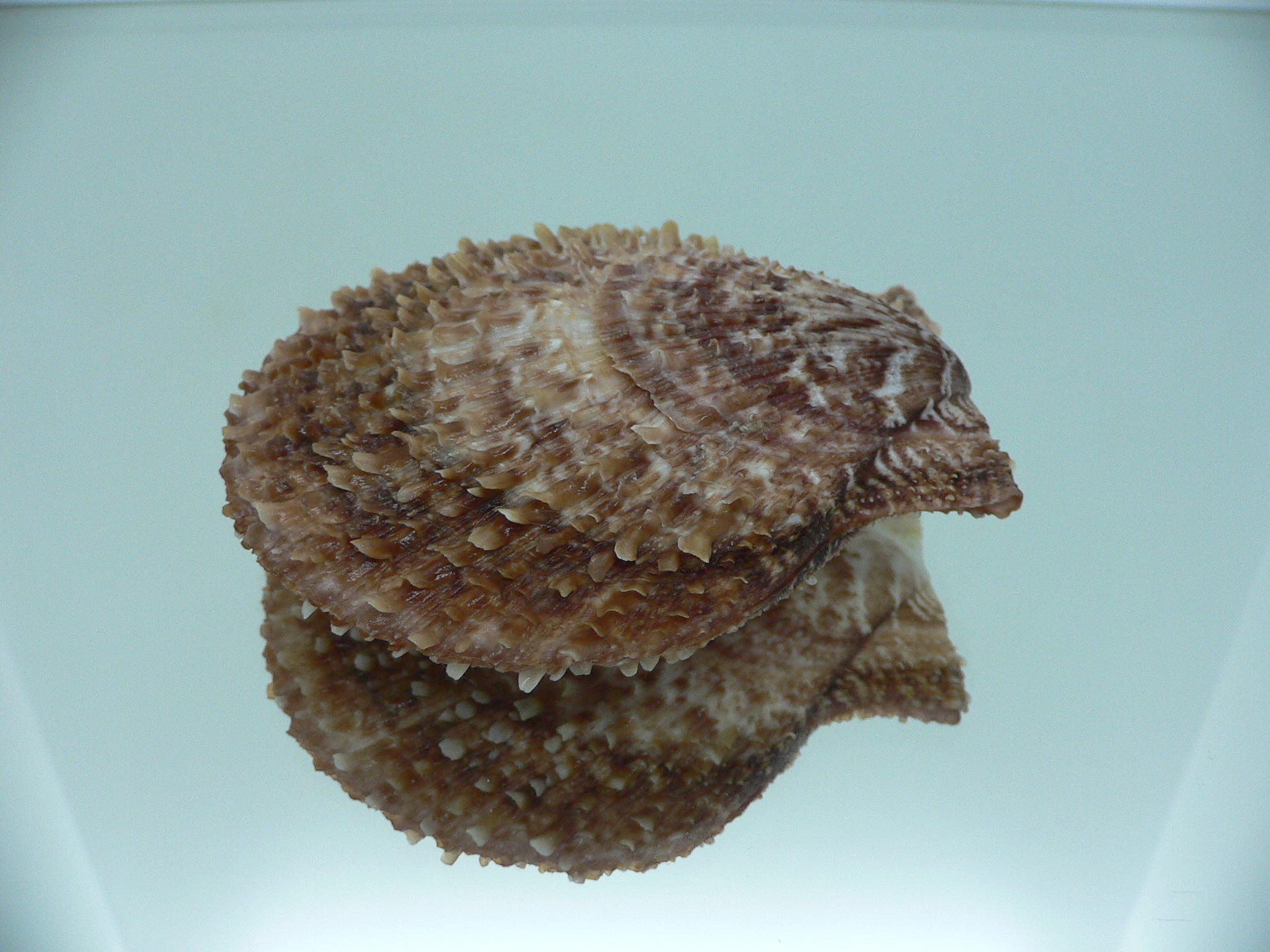 Scaeochlamys farreri БУРЫЙ