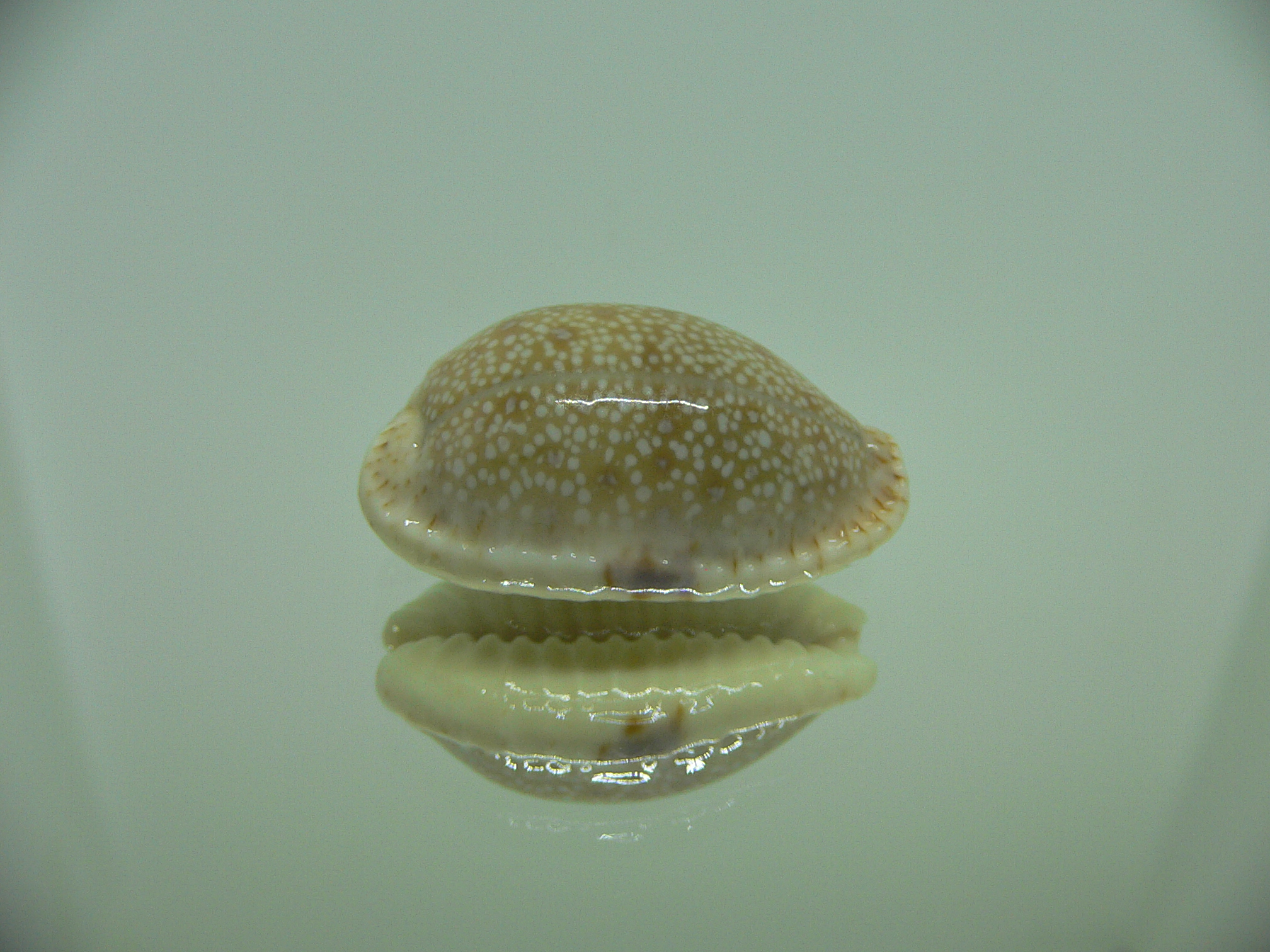 Cypraea erosa erosa LIGHT