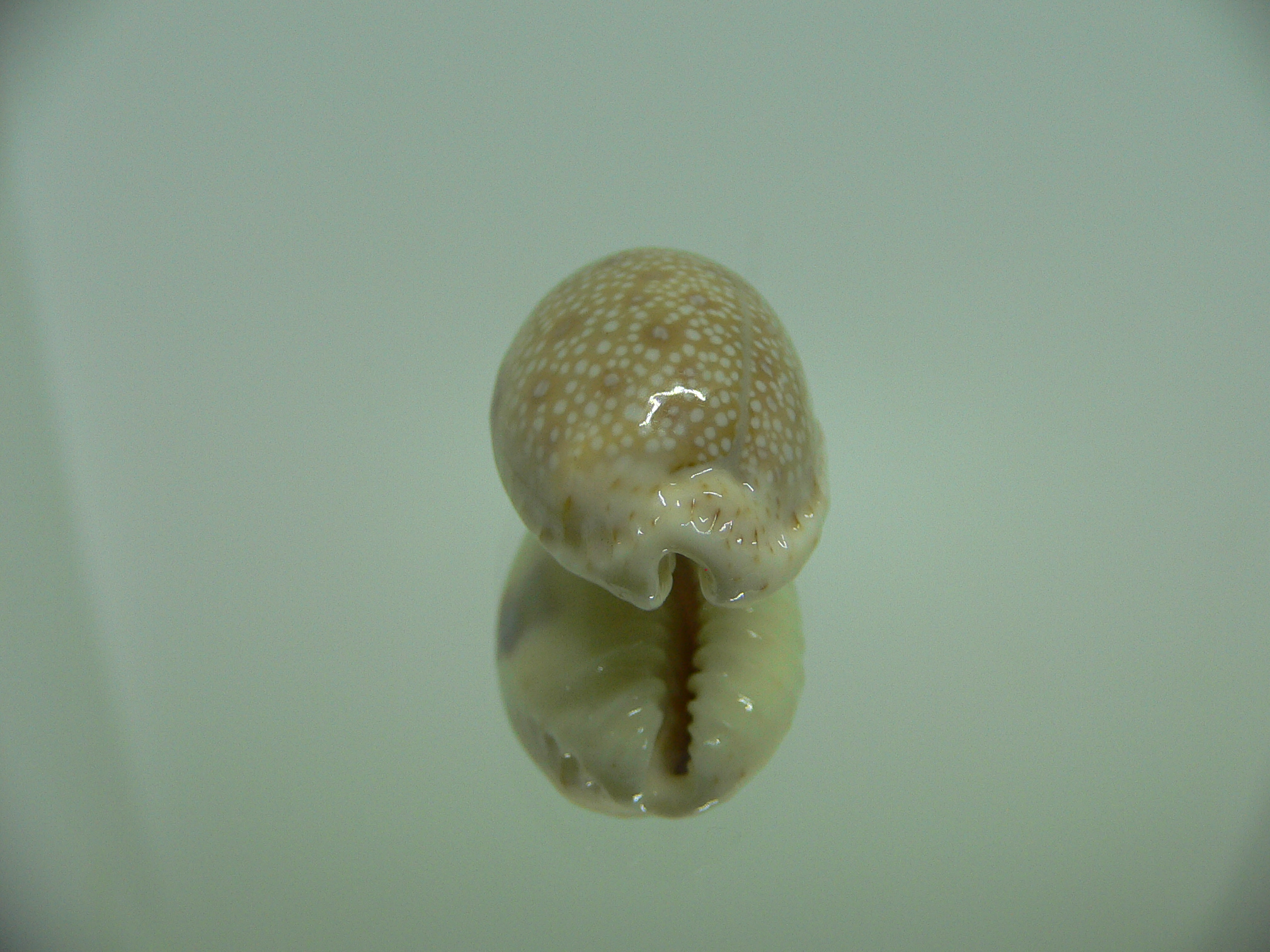 Cypraea erosa erosa LIGHT