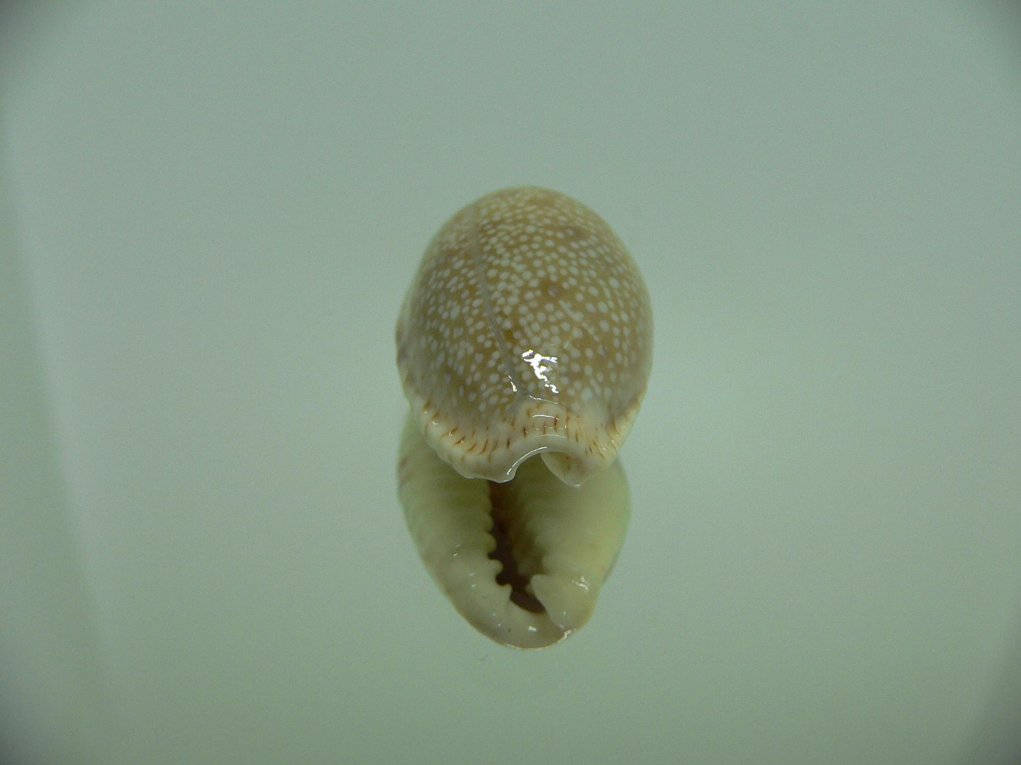 Cypraea erosa erosa LIGHT