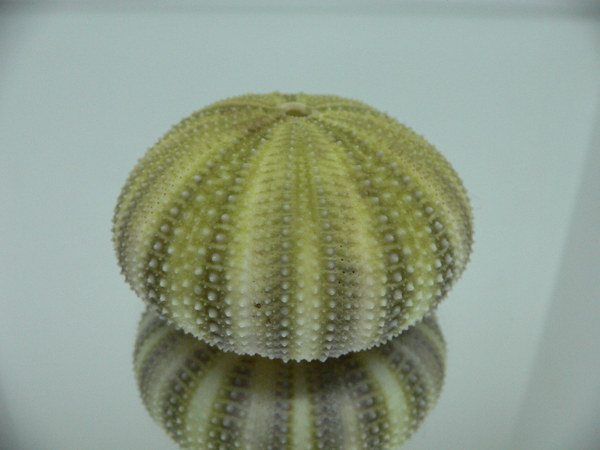 Strongylocentrotus pulchellus LIGHT GREEN