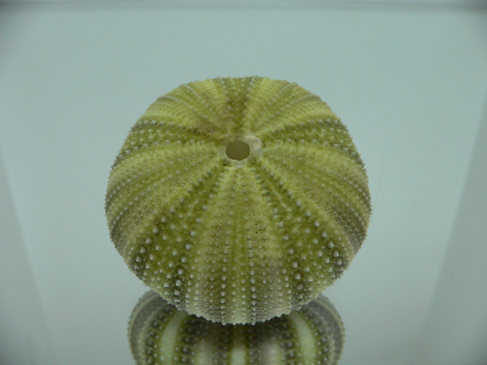 Strongylocentrotus pulchellus LIGHT GREEN