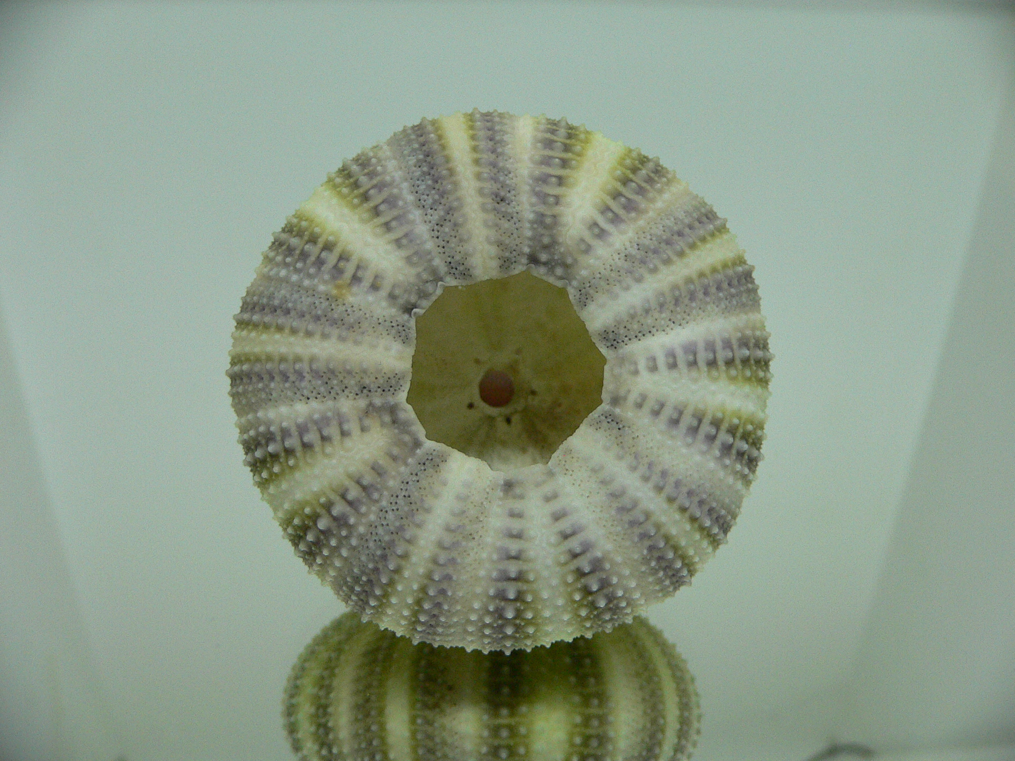 Strongylocentrotus pulchellus LIGHT GREEN