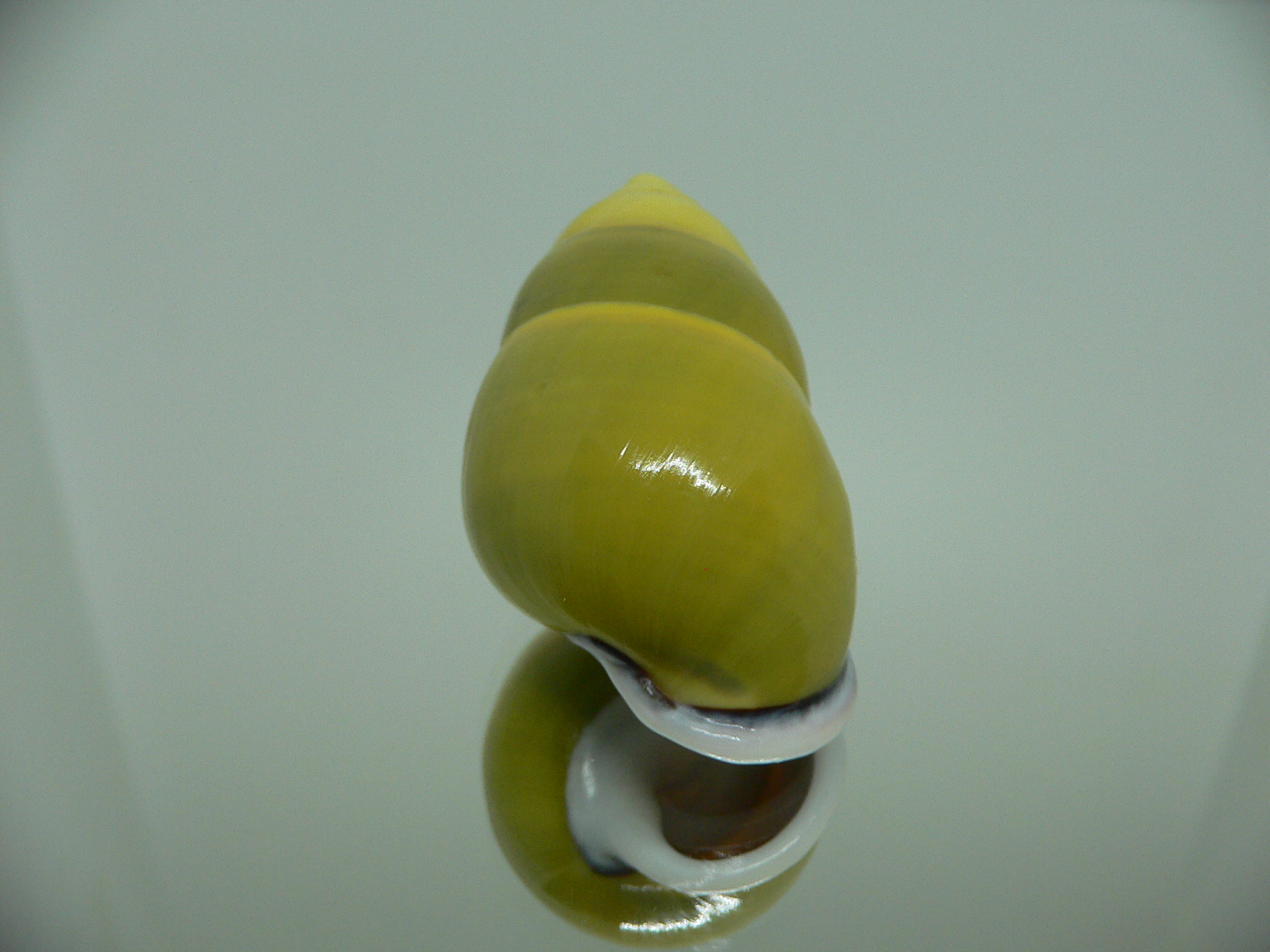 Amphidromus perversus butoti f. infraviridis DEXTRAL & SUPERCOLOR