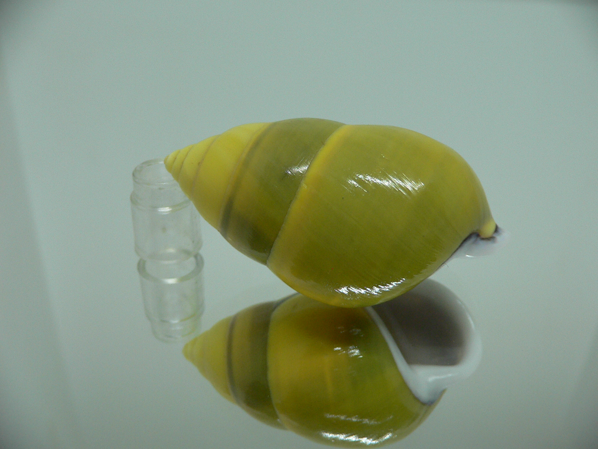 Amphidromus perversus butoti f. infraviridis DEXTRAL & SUPERCOLOR