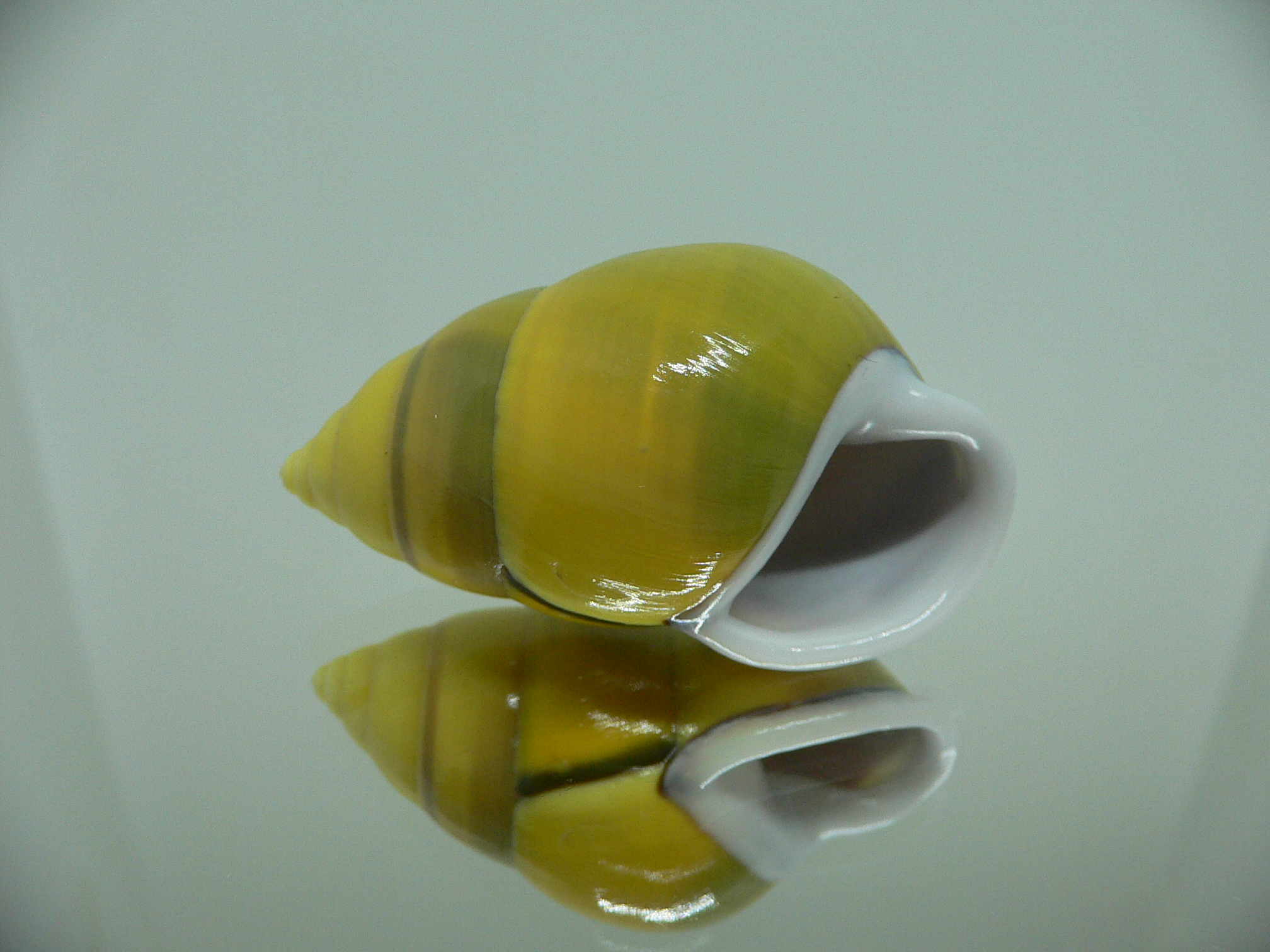 Amphidromus perversus butoti f. infraviridis DEXTRAL & SUPERCOLOR