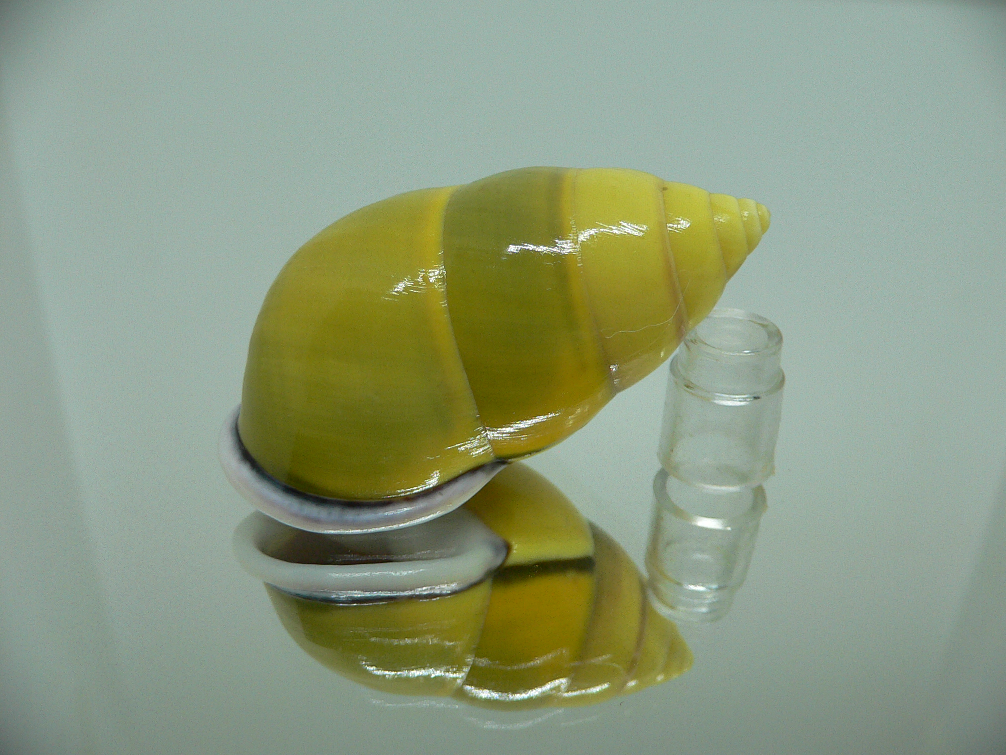 Amphidromus perversus butoti f. infraviridis DEXTRAL & SUPERCOLOR