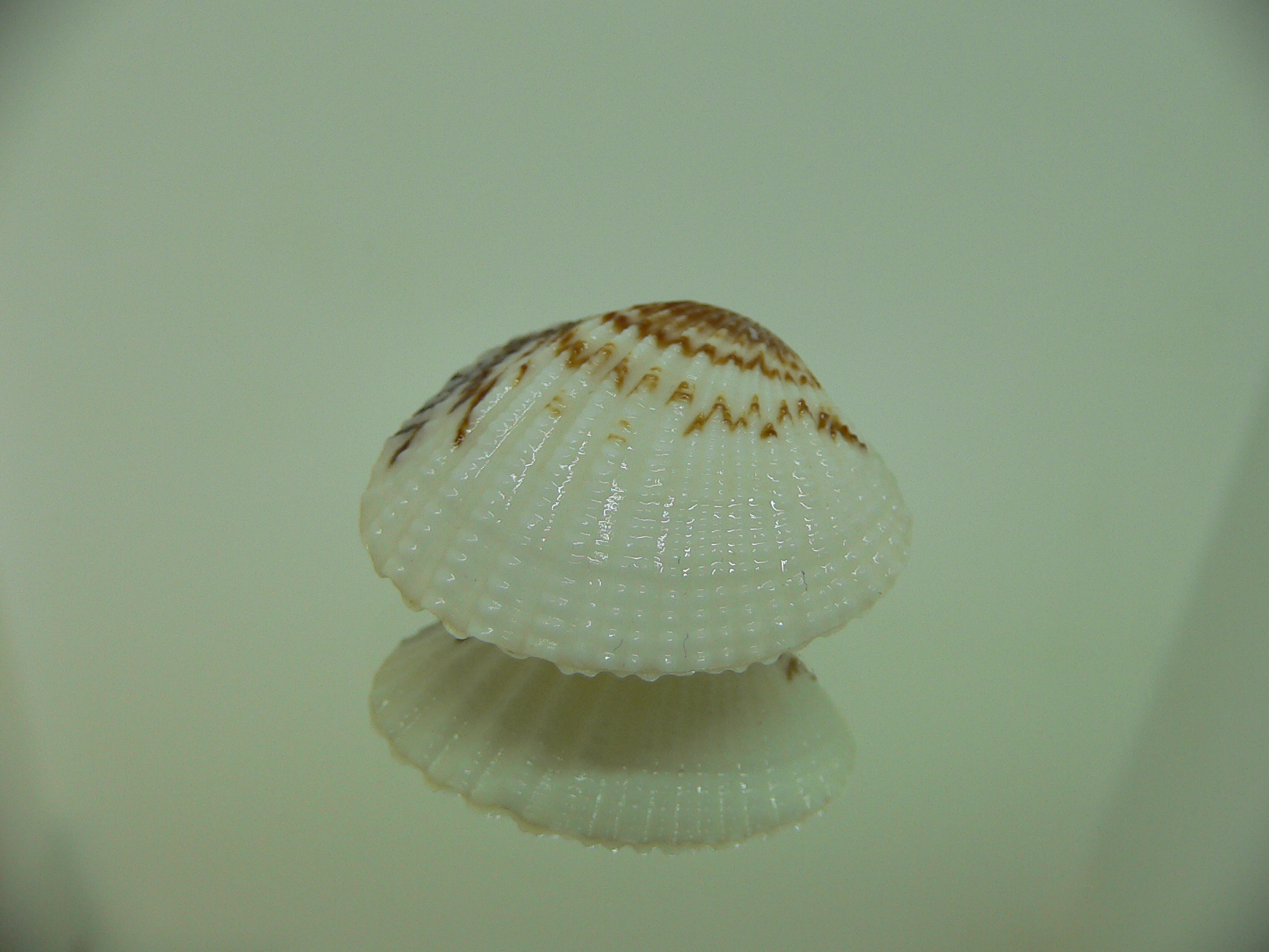 Gafrarium pectinatum DWARF