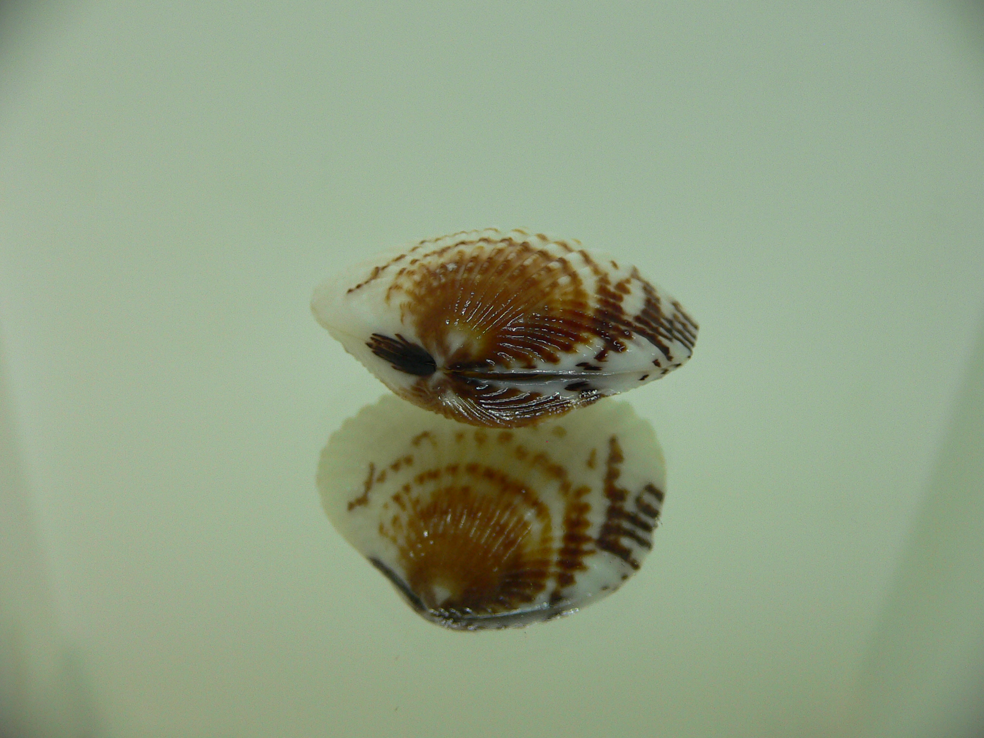 Gafrarium pectinatum DWARF