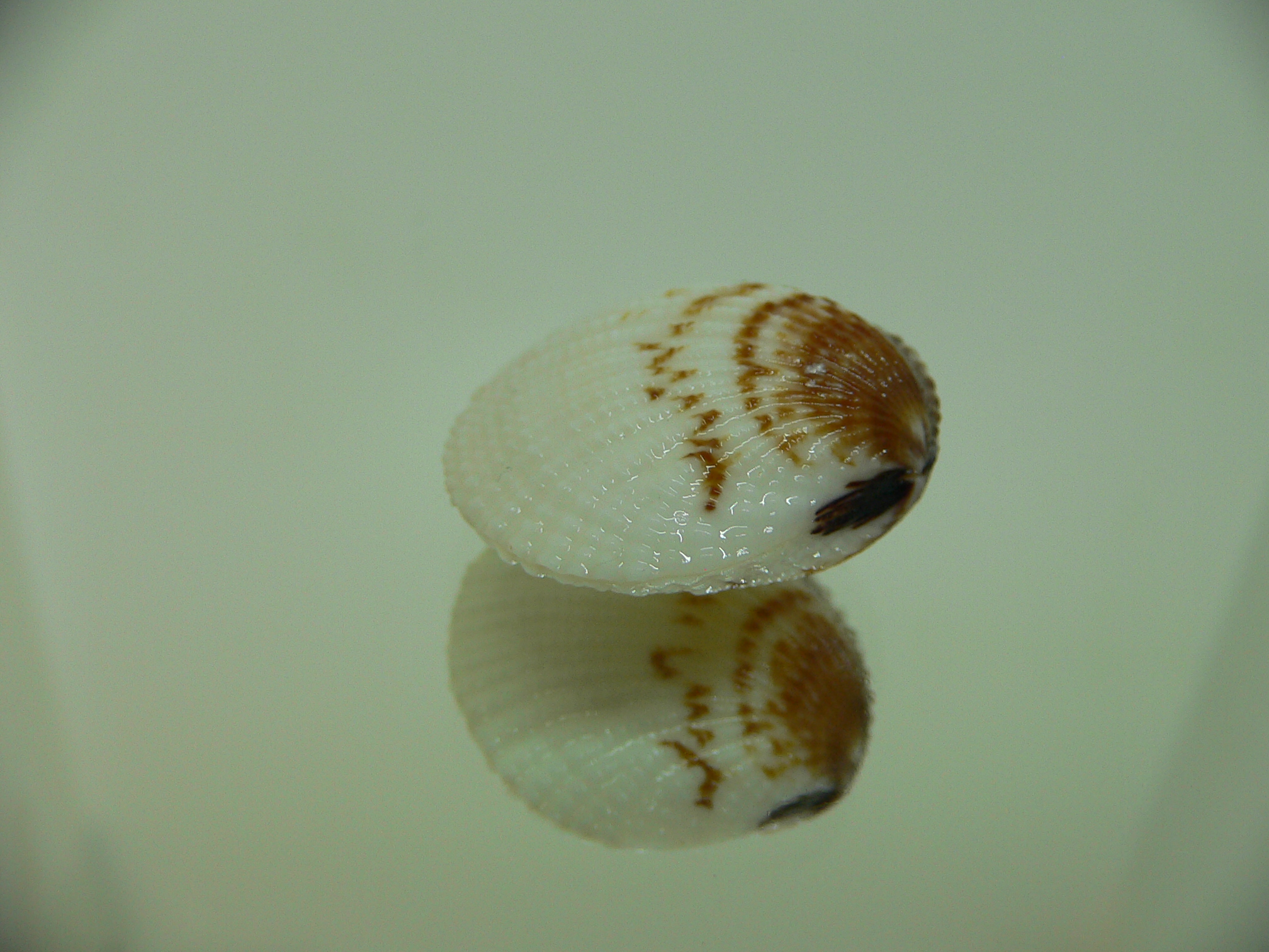 Gafrarium pectinatum DWARF
