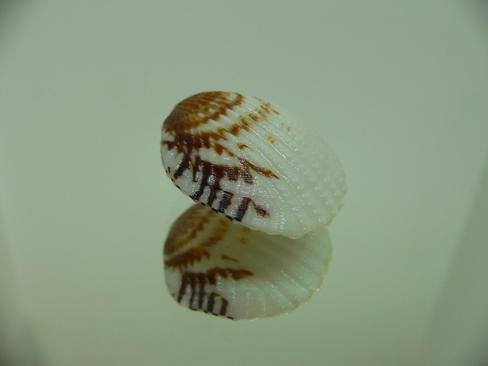 Gafrarium pectinatum DWARF