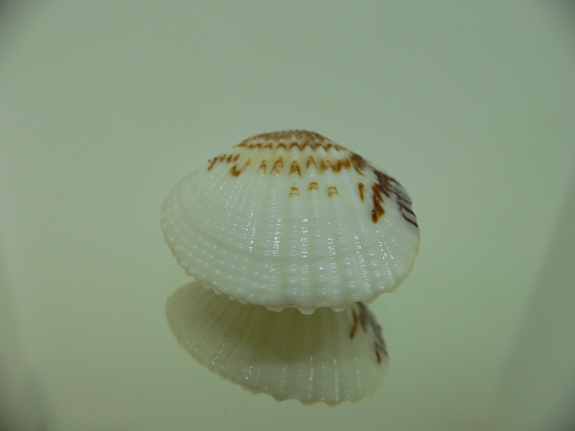 Gafrarium pectinatum DWARF