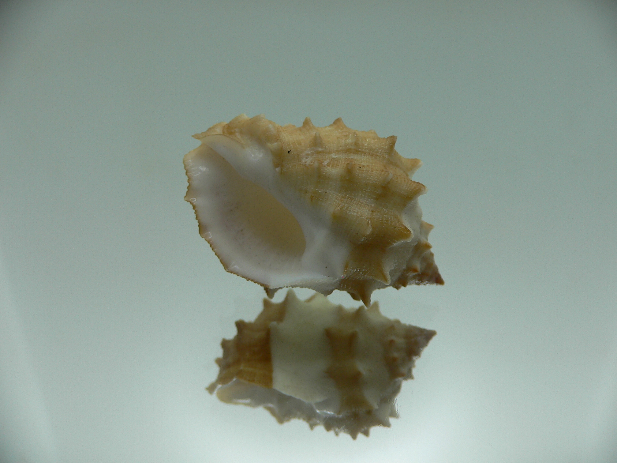 Thais (Mancinella) echinata IDEAL