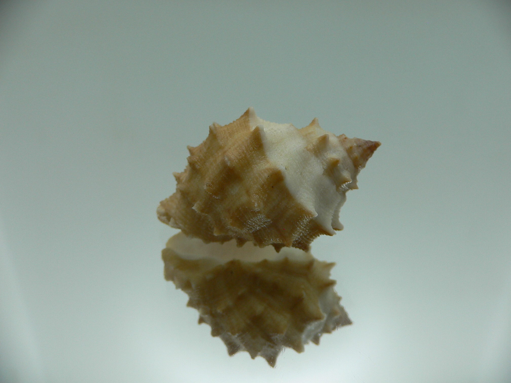 Thais (Mancinella) echinata IDEAL