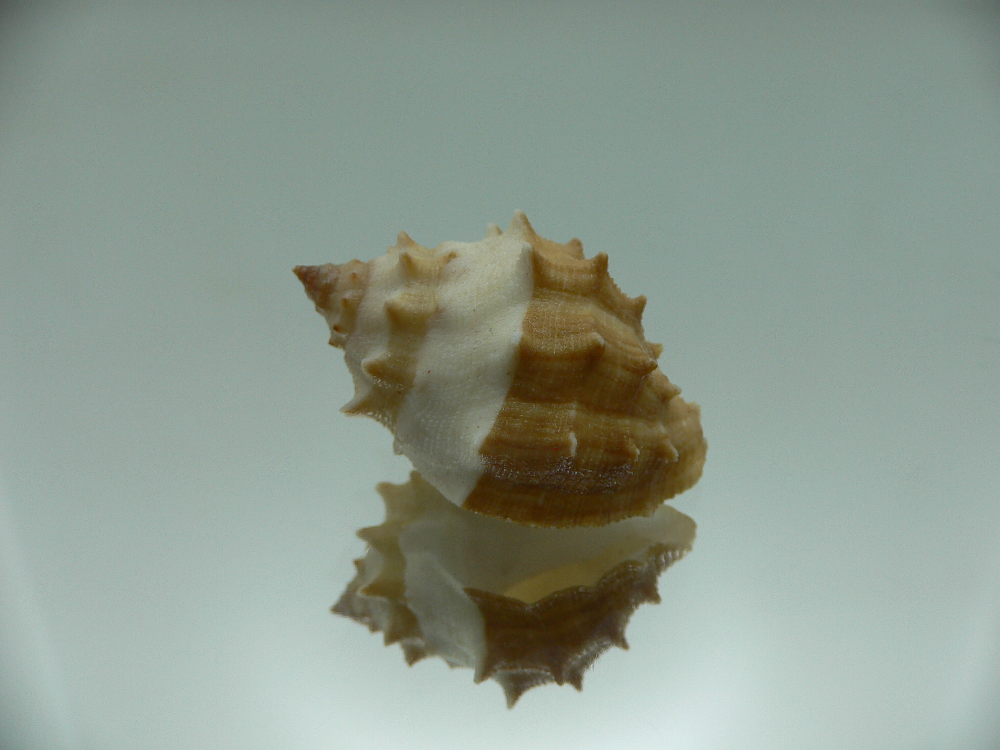 Thais (Mancinella) echinata IDEAL