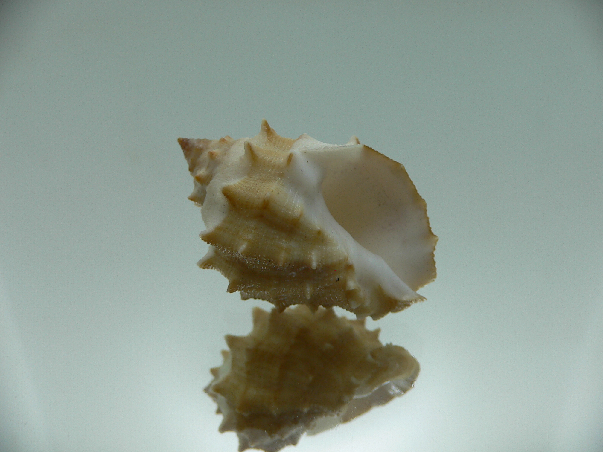 Thais (Mancinella) echinata IDEAL