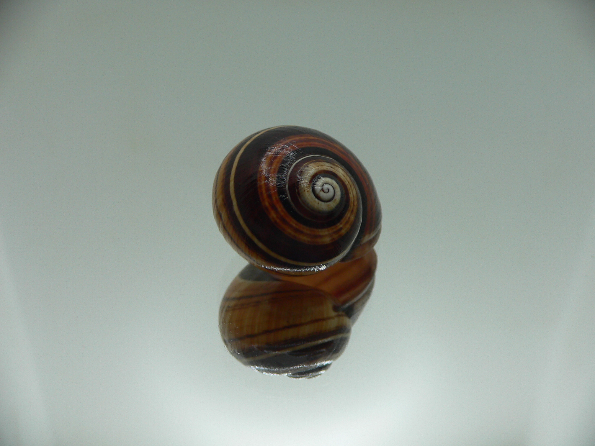 Polymita picta muscarum VERY RARE ENDEMIC