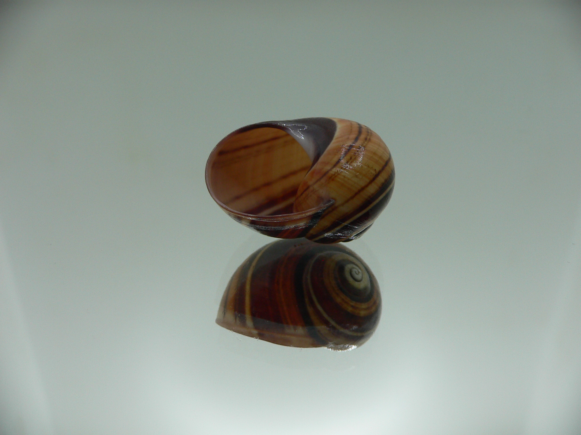 Polymita picta muscarum VERY RARE ENDEMIC