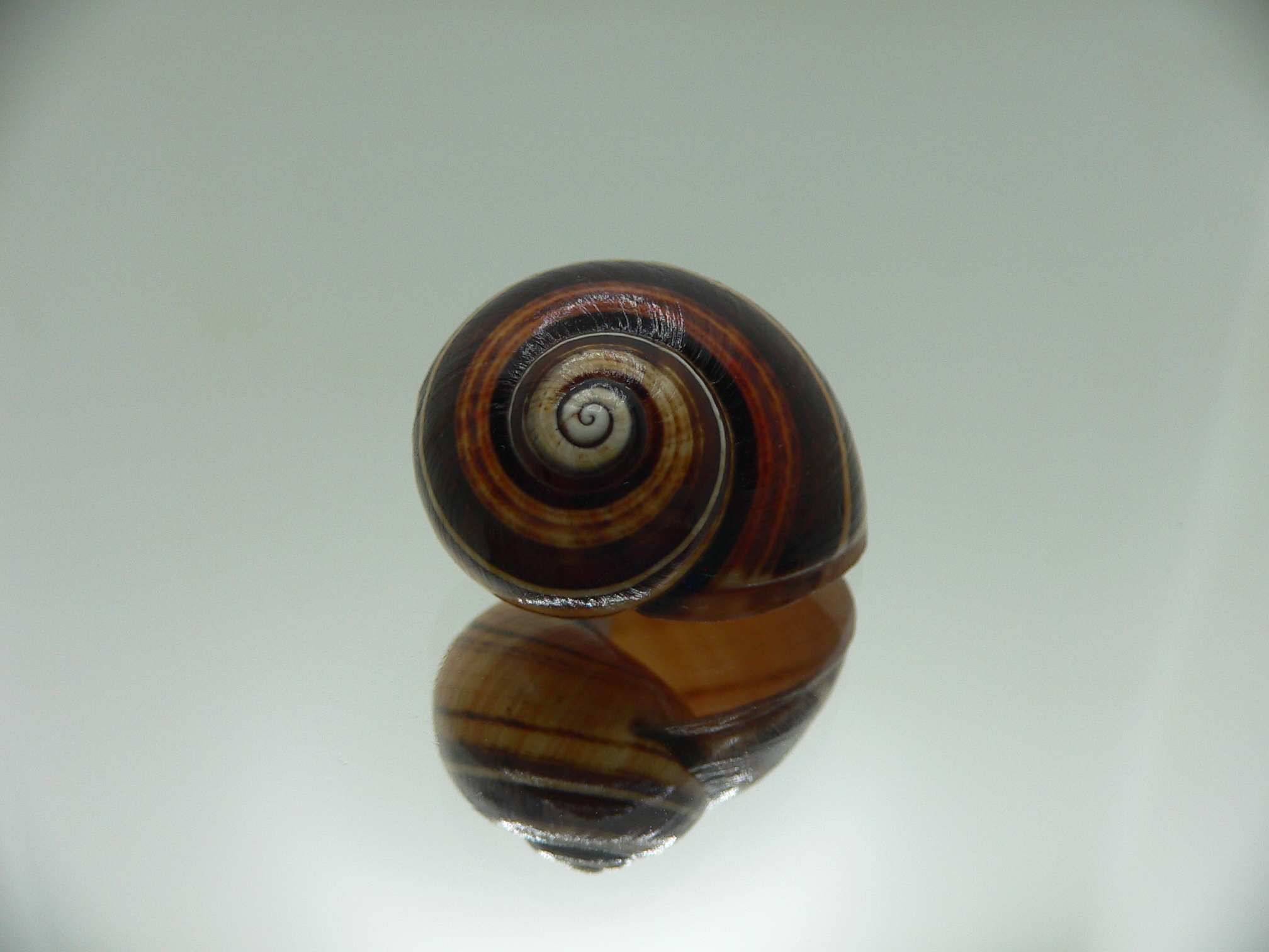 Polymita picta muscarum VERY RARE ENDEMIC