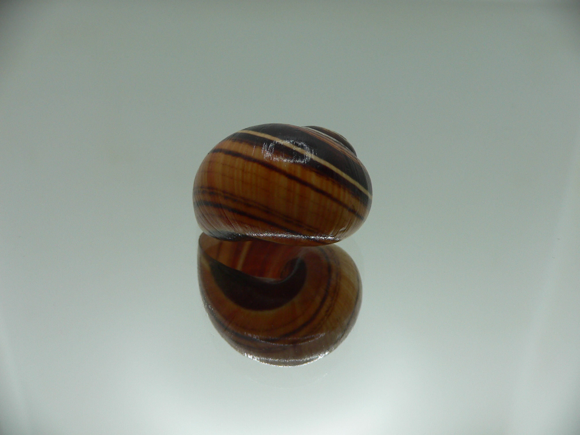 Polymita picta muscarum VERY RARE ENDEMIC