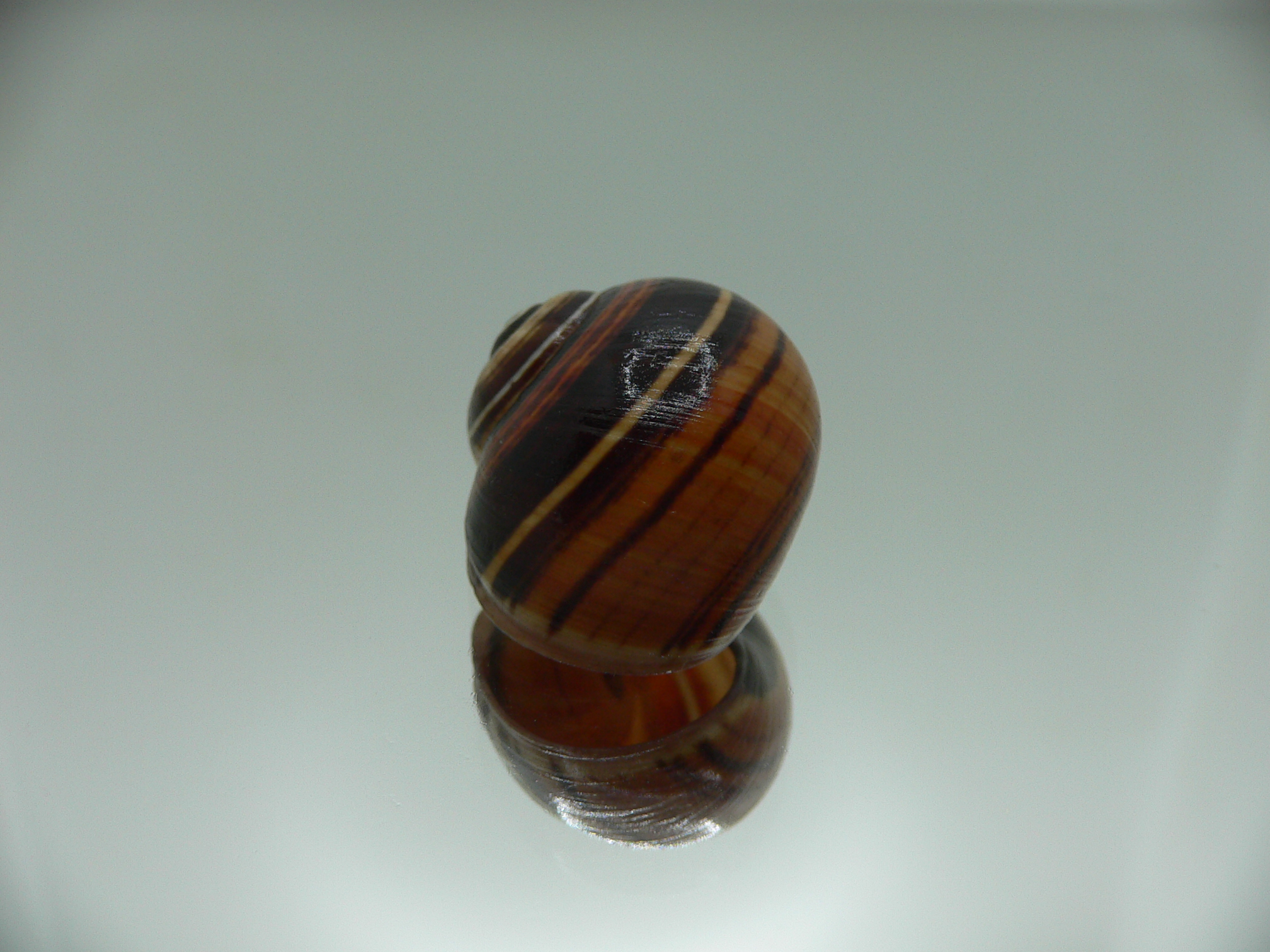 Polymita picta muscarum VERY RARE ENDEMIC