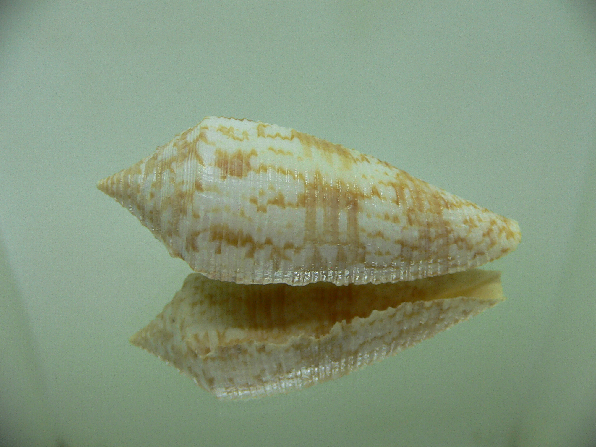 Conus australis UNUSUAL RIBS