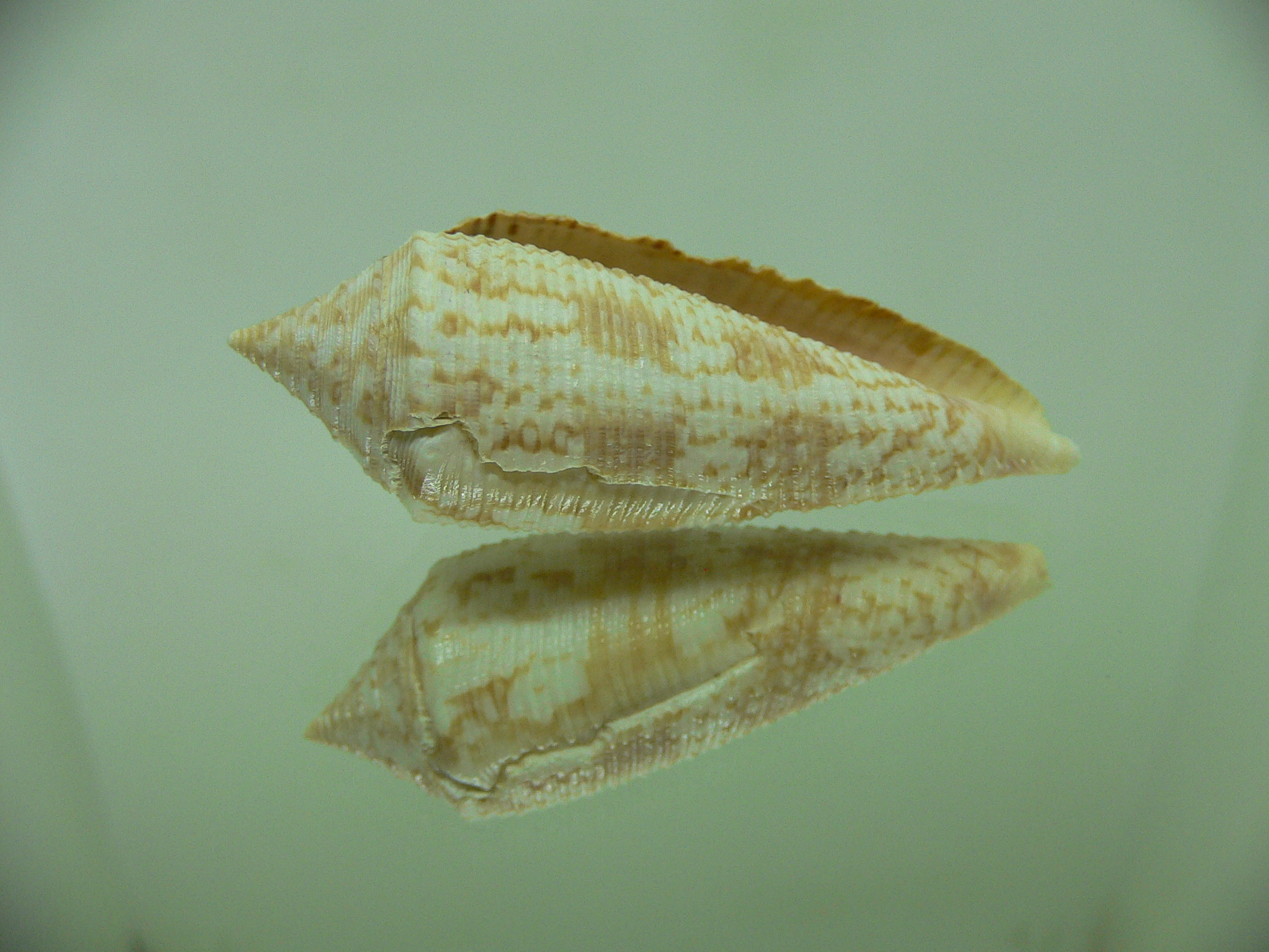 Conus australis UNUSUAL RIBS