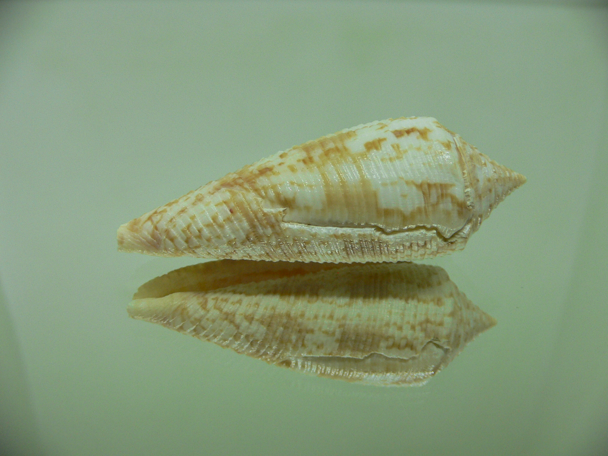 Conus australis UNUSUAL RIBS