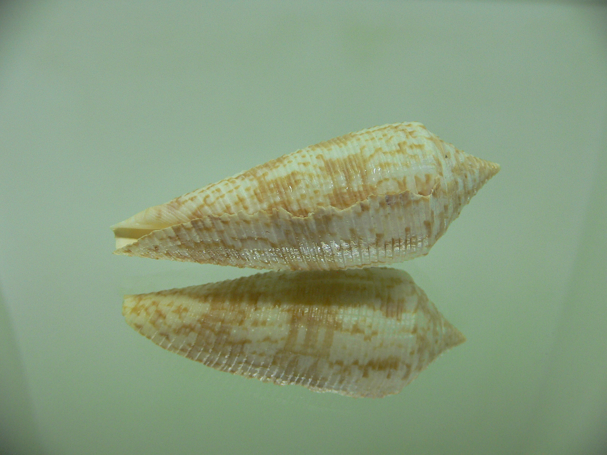 Conus australis UNUSUAL RIBS