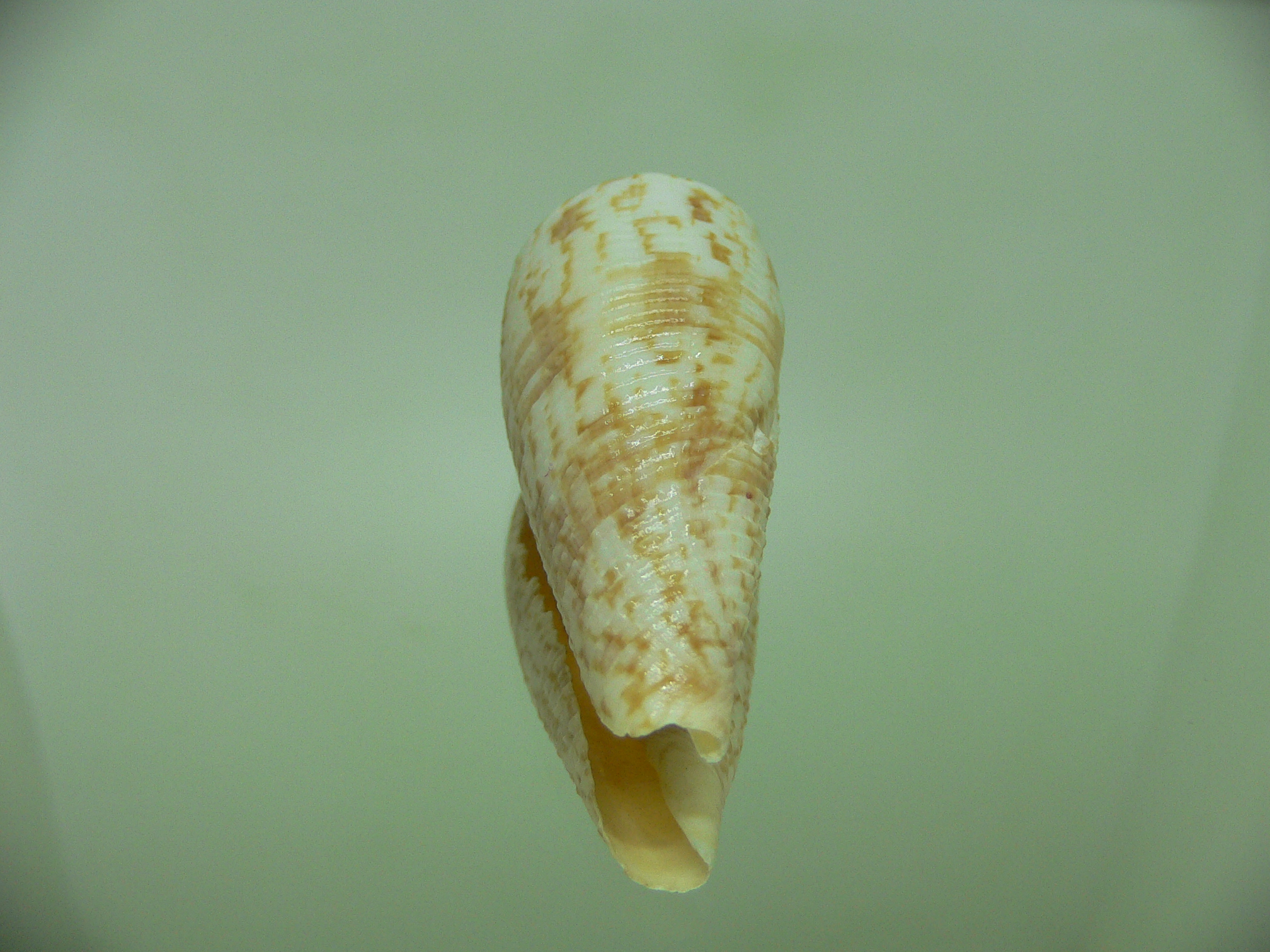 Conus australis UNUSUAL RIBS