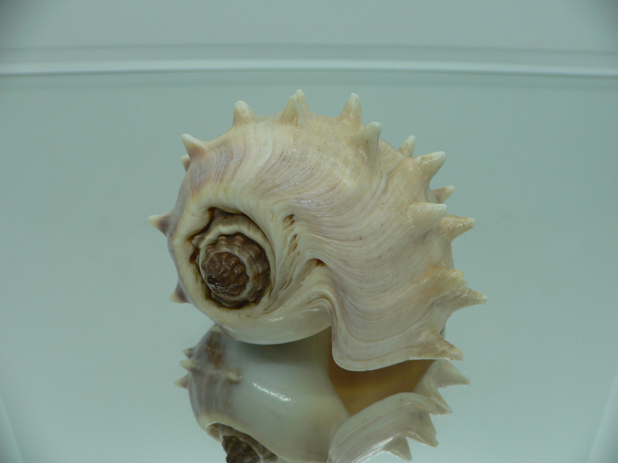 Melongena melongena LIGHT