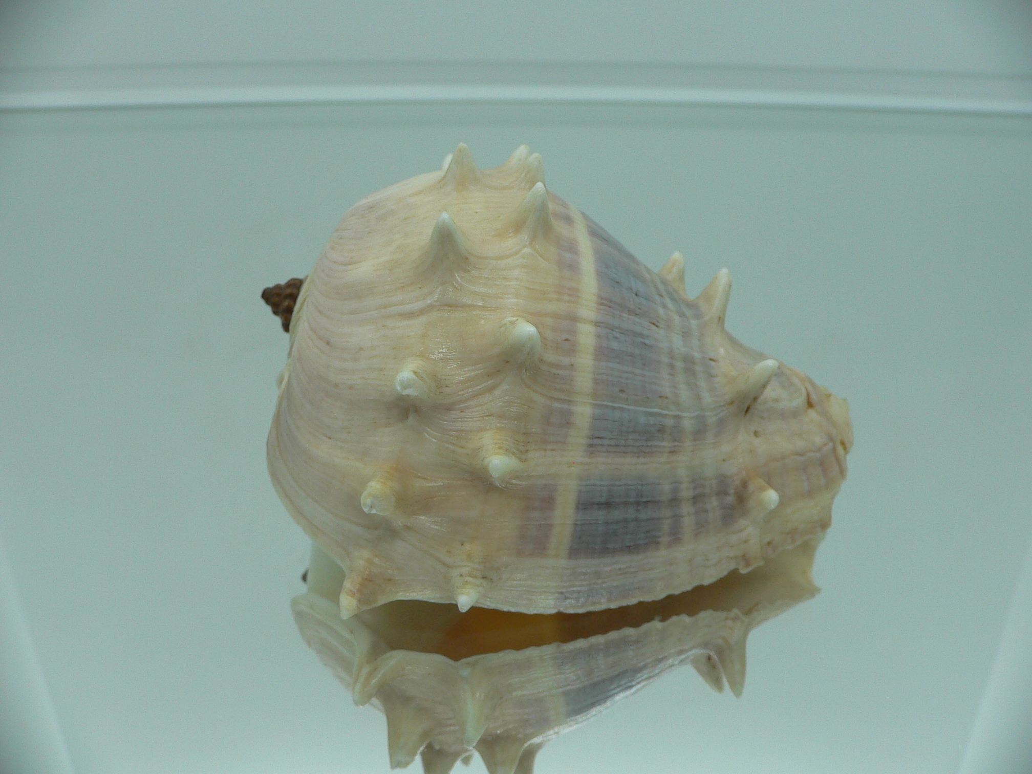 Melongena melongena LIGHT