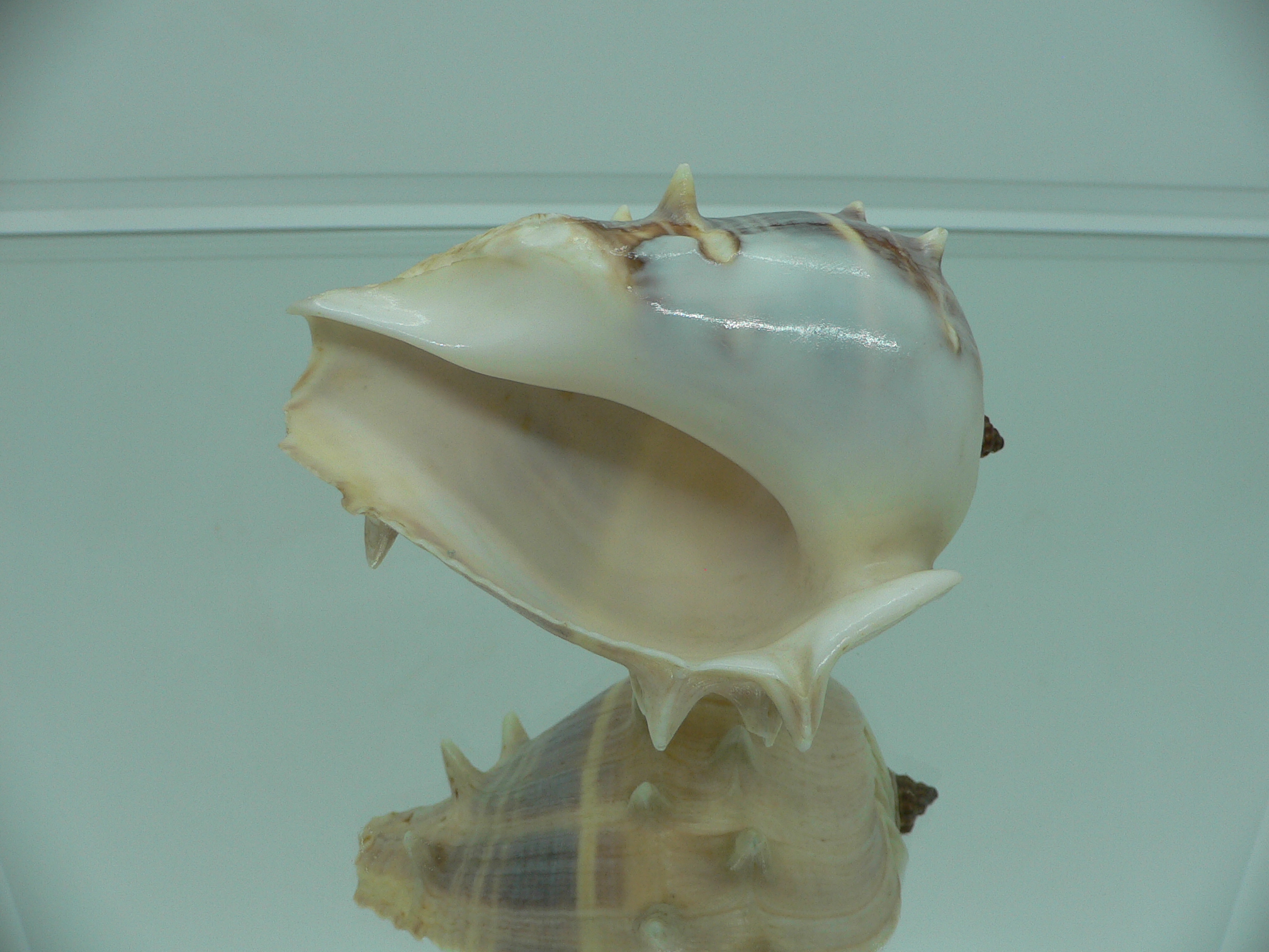 Melongena melongena LIGHT