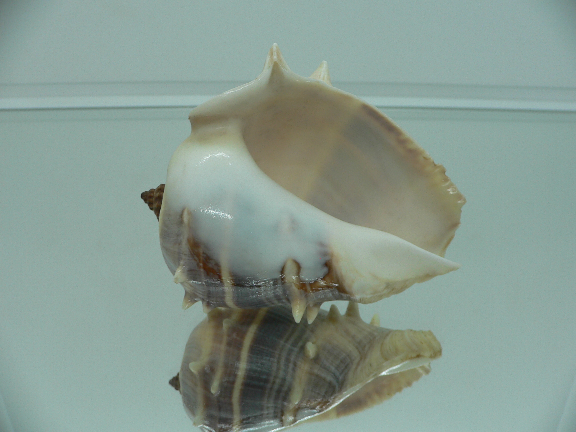 Melongena melongena LIGHT