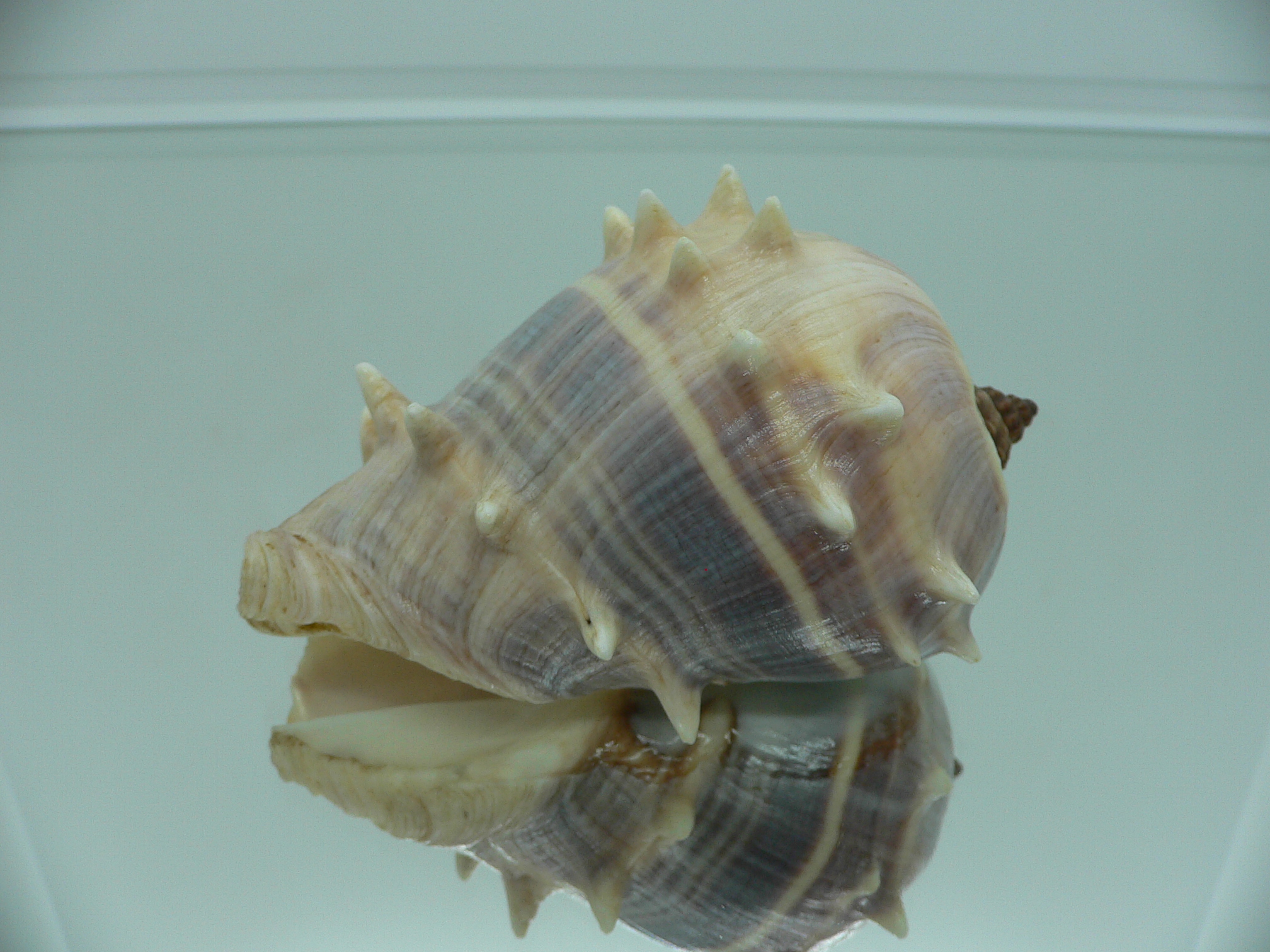 Melongena melongena LIGHT