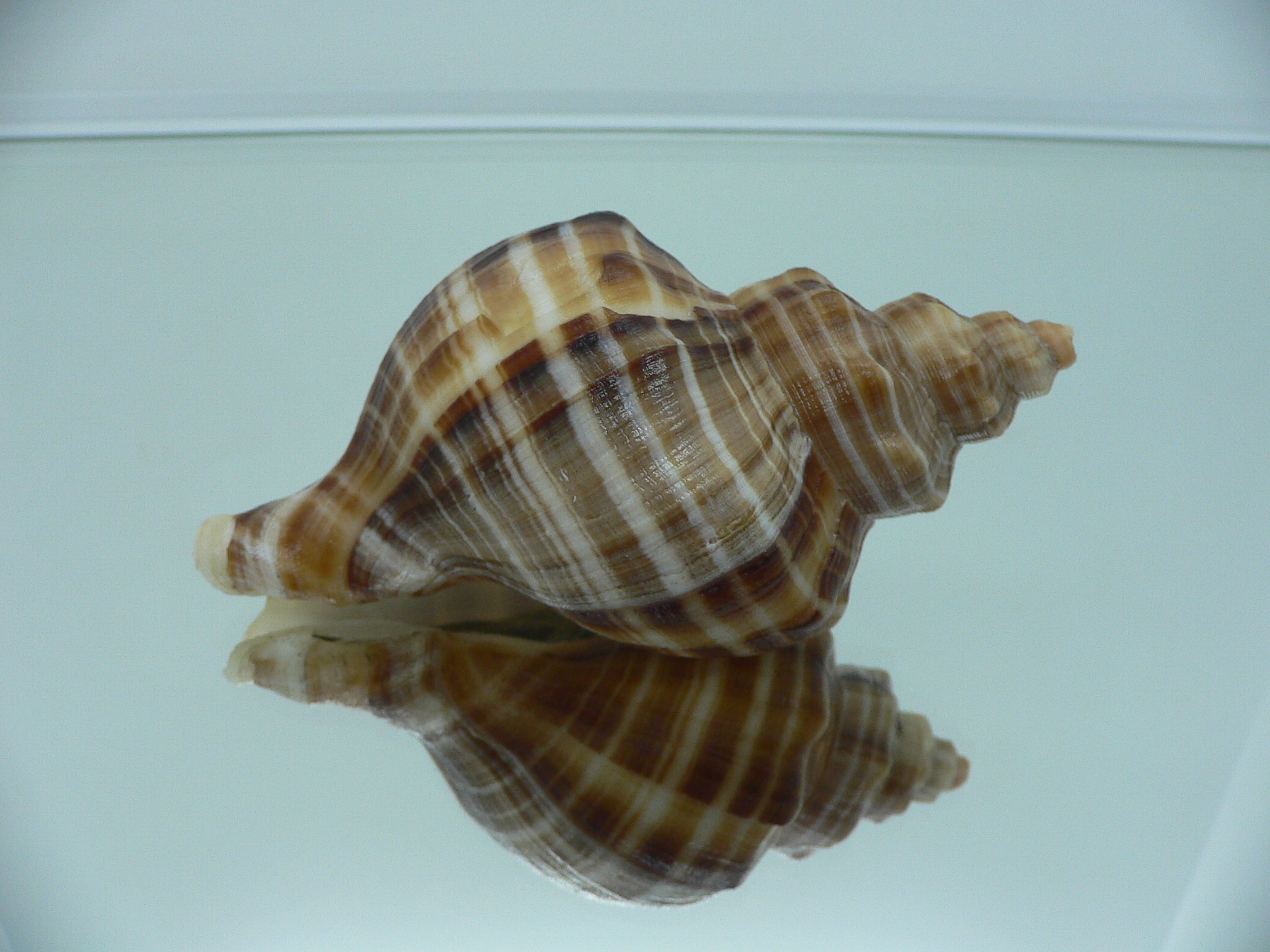 Neptunea cumingii SUPER COLORS