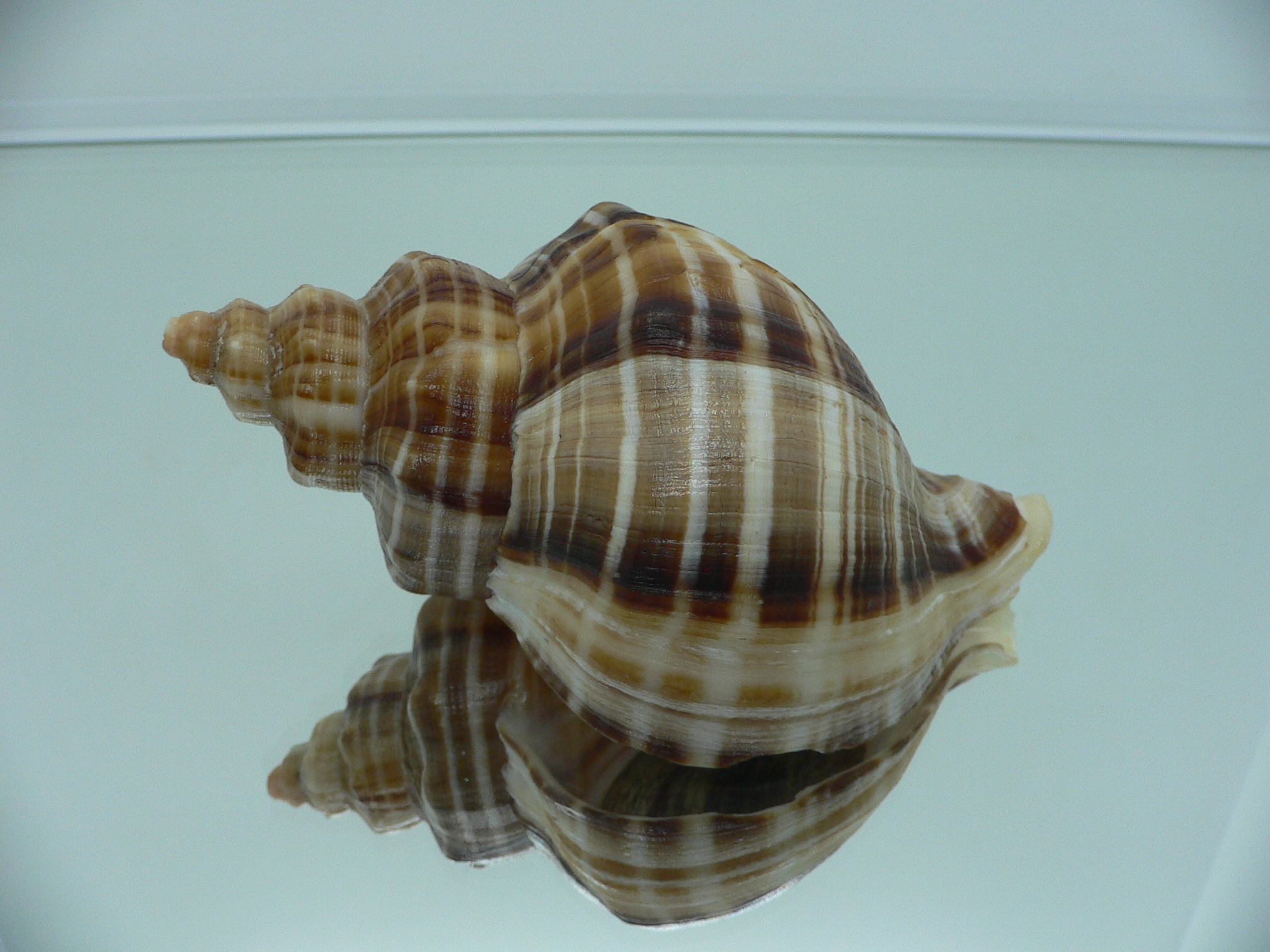 Neptunea cumingii SUPER COLORS