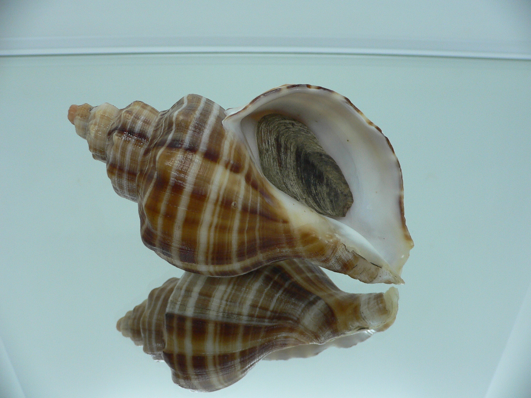 Neptunea cumingii SUPER COLORS