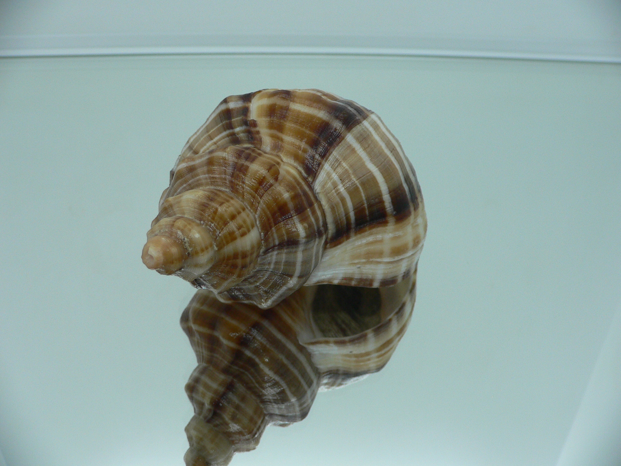 Neptunea cumingii SUPER COLORS