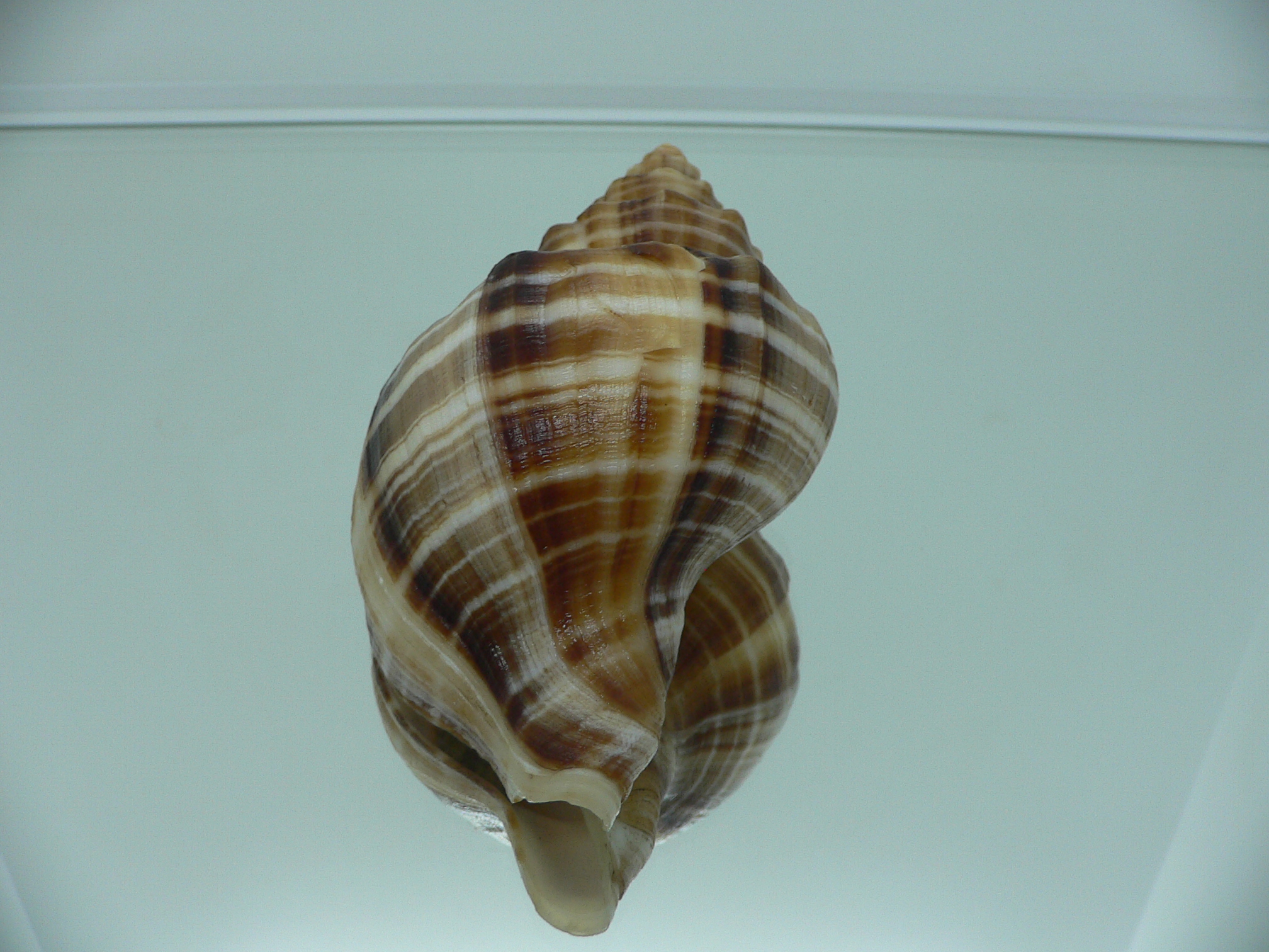 Neptunea cumingii SUPER COLORS