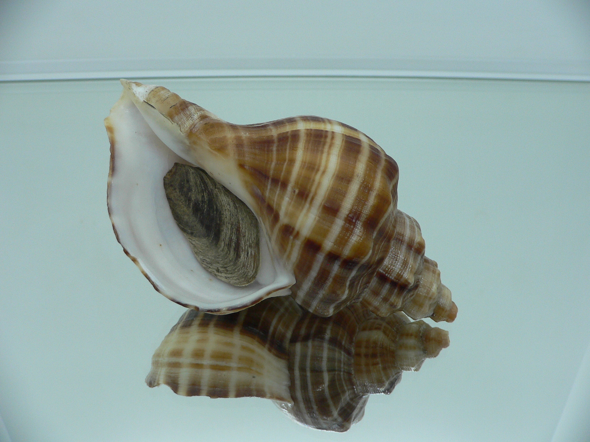Neptunea cumingii SUPER COLORS