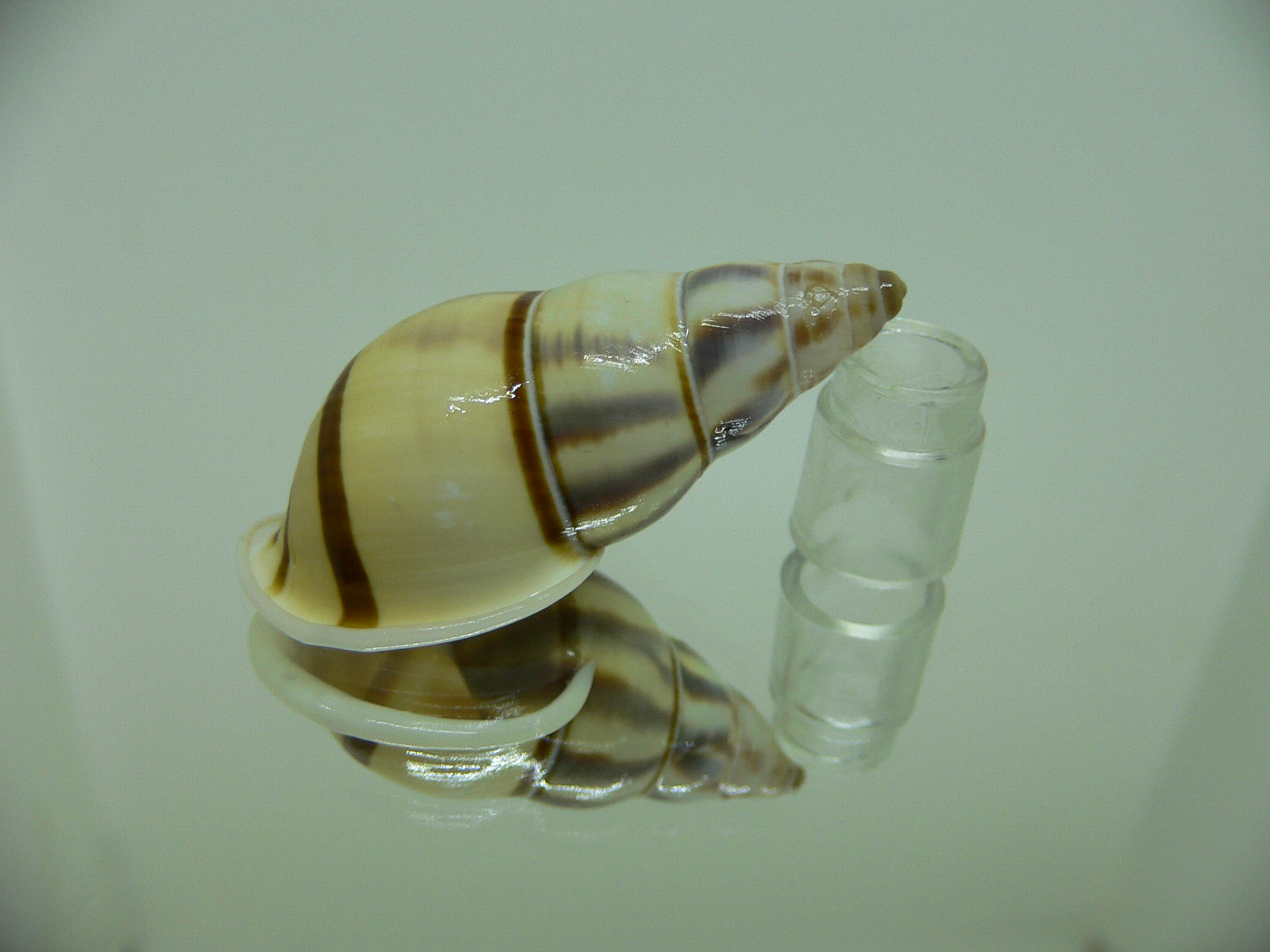 Amphidromus contrarius hanieli WIDE