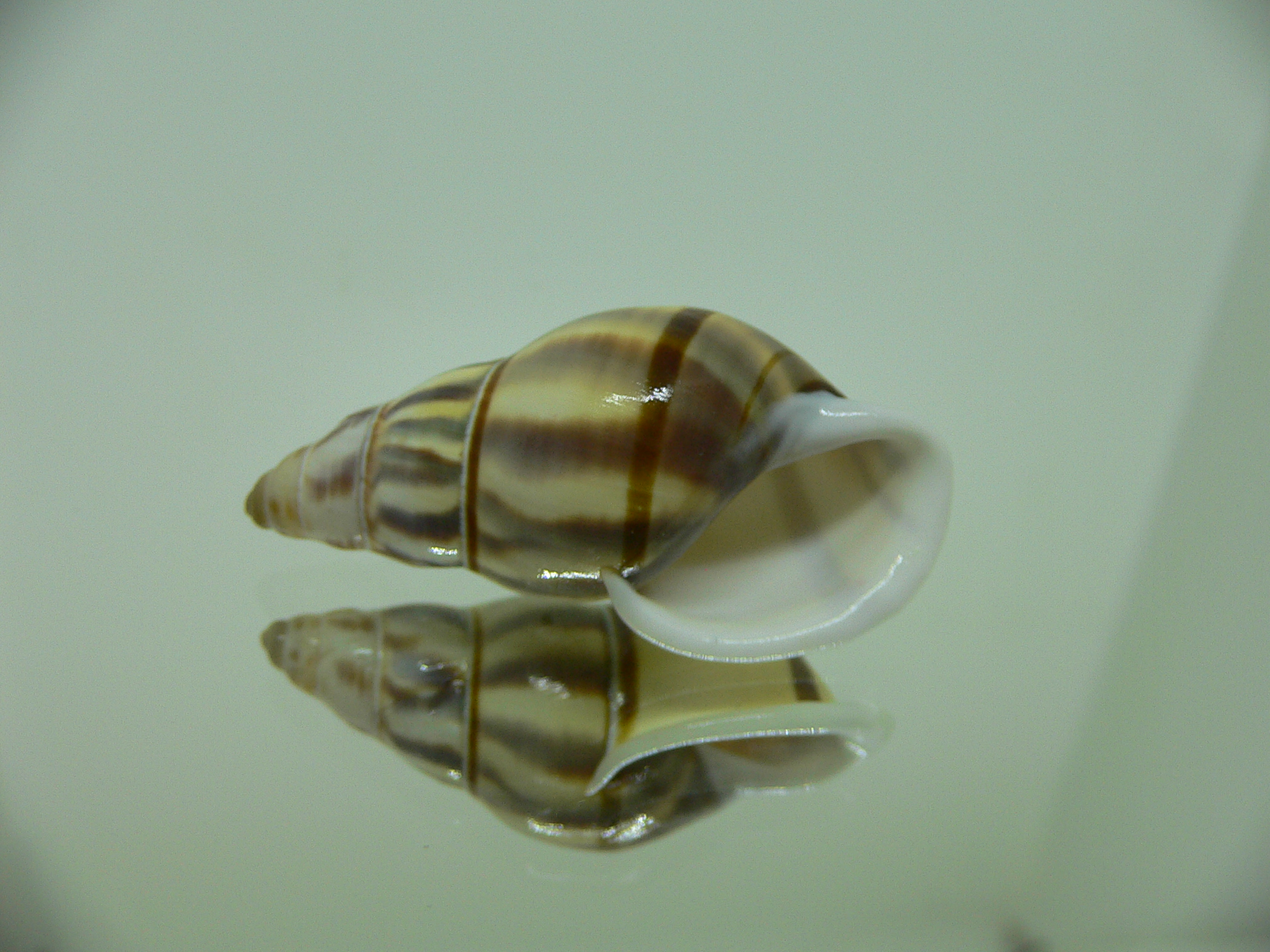 Amphidromus contrarius hanieli WIDE
