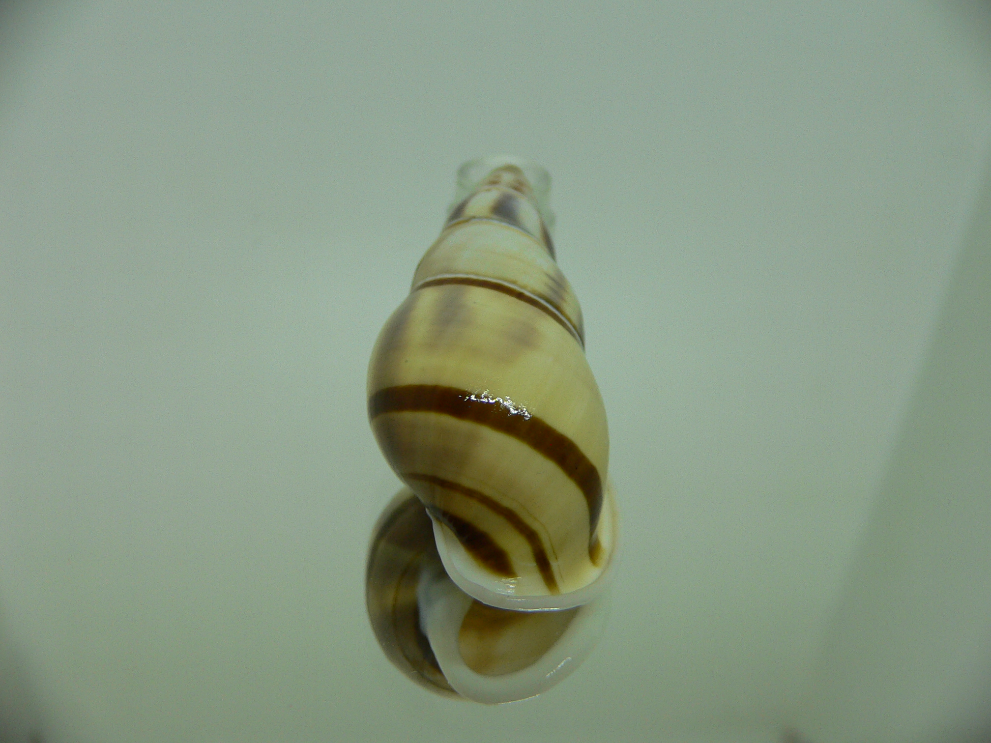 Amphidromus contrarius hanieli WIDE