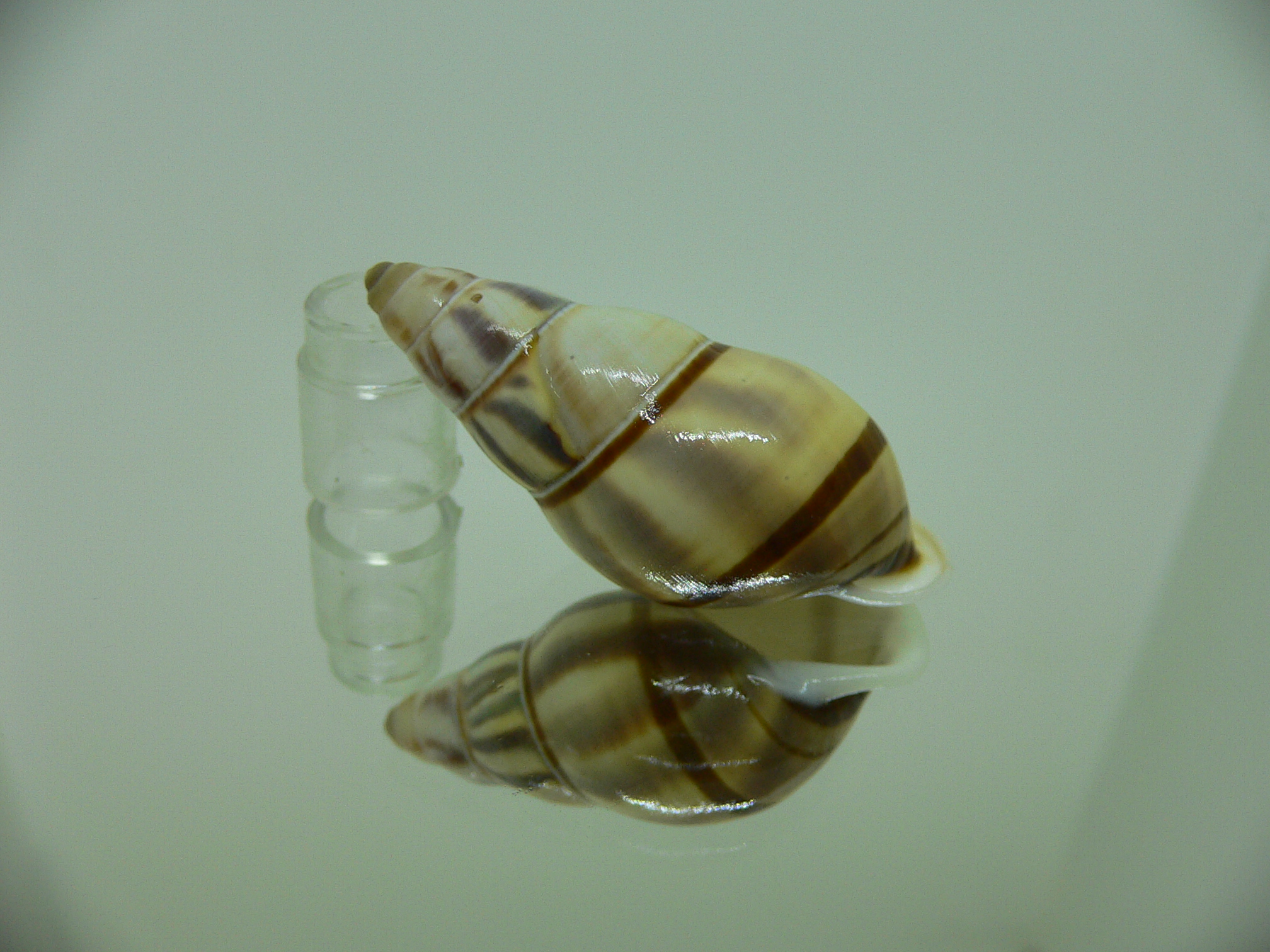 Amphidromus contrarius hanieli WIDE