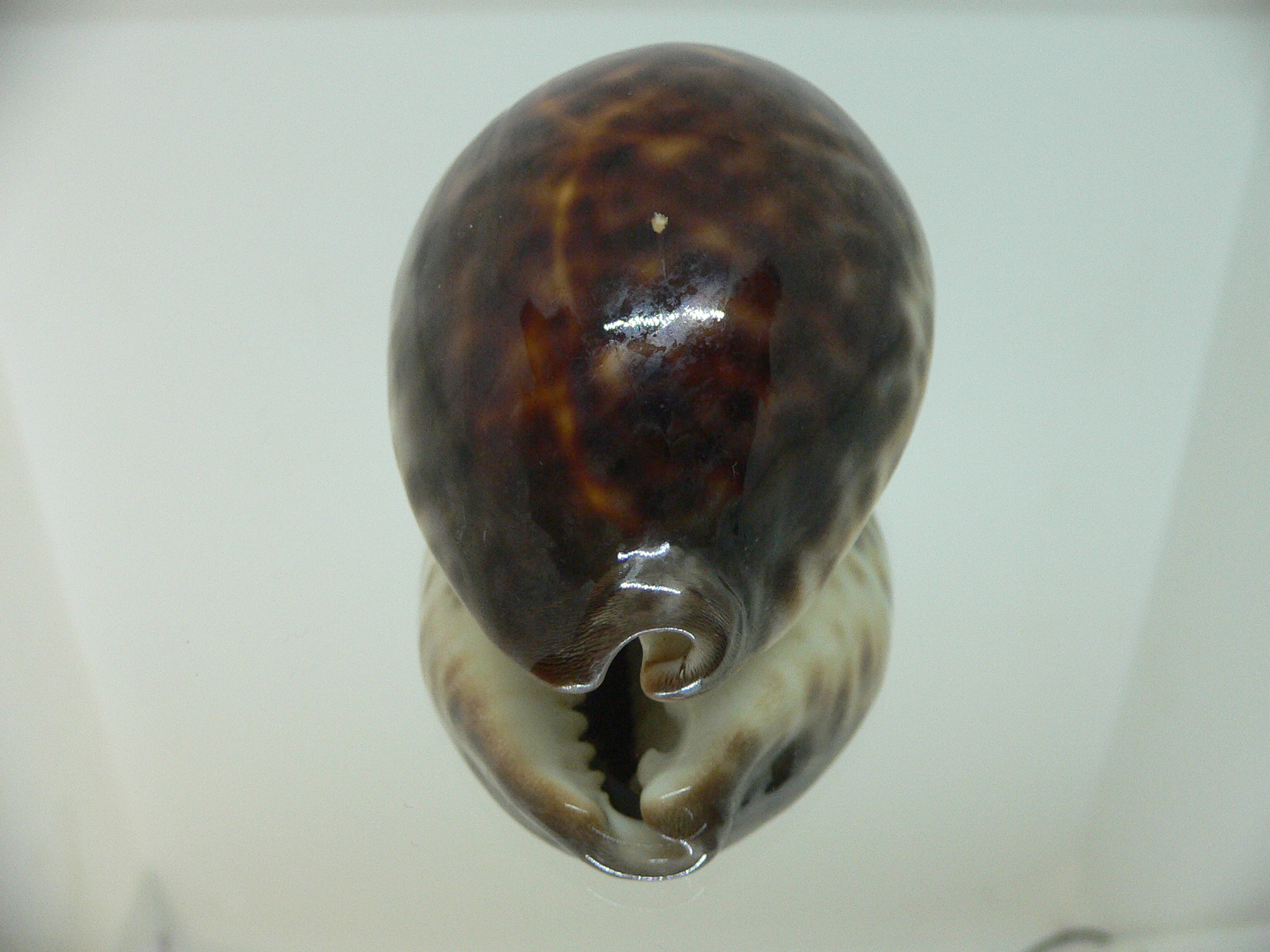 Cypraea tigris tigris DARK