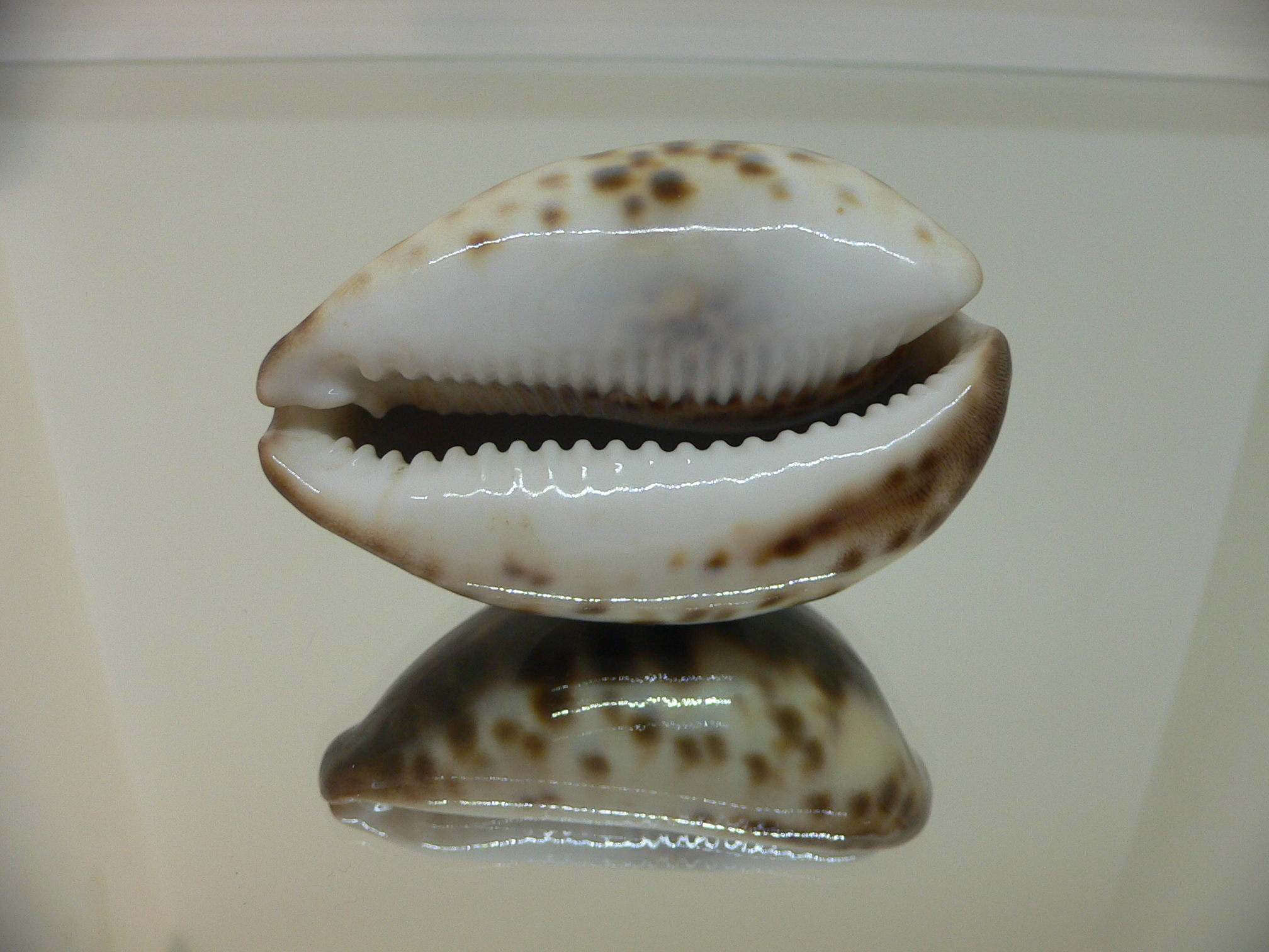 Cypraea tigris tigris DARK
