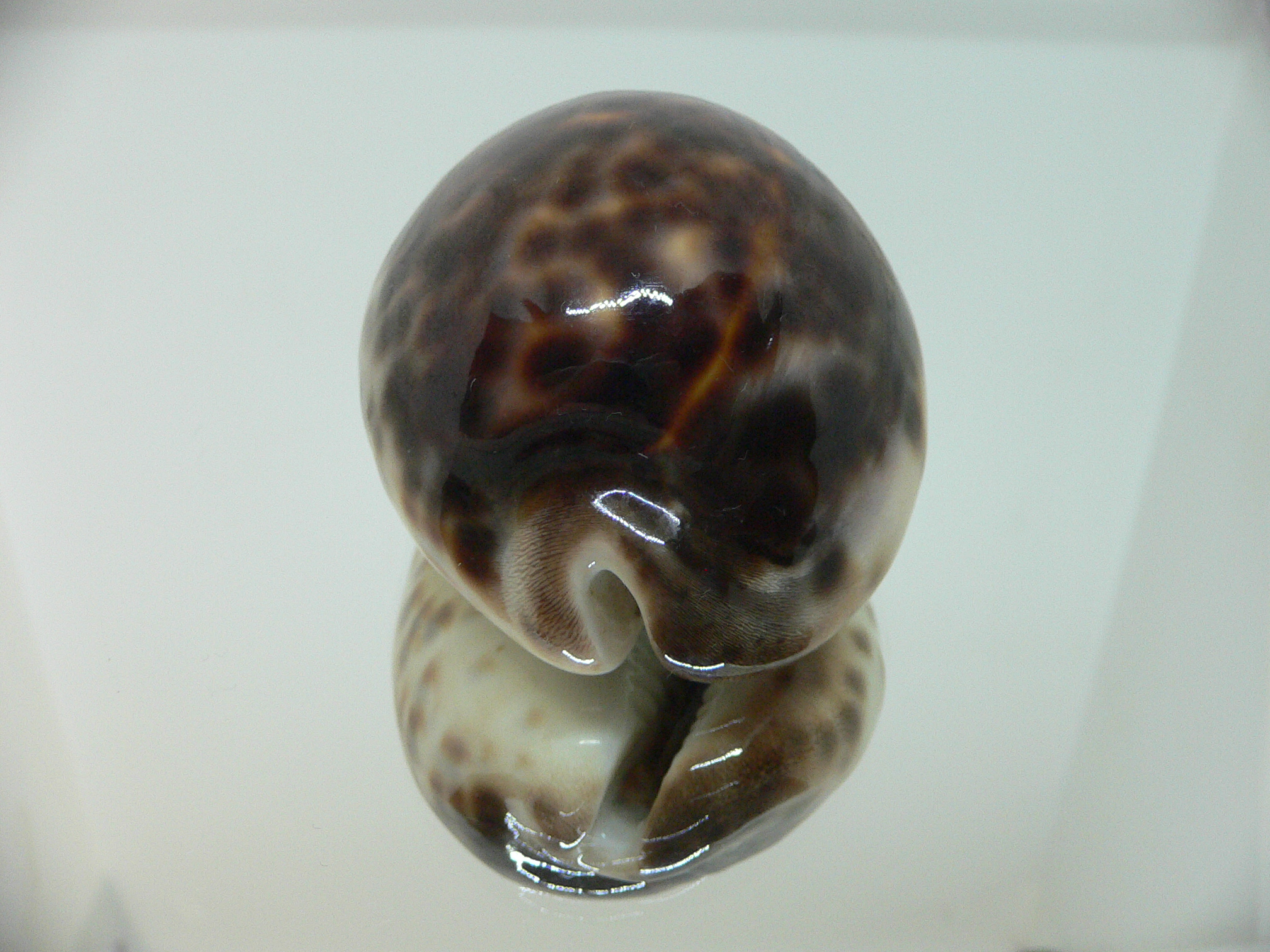 Cypraea tigris tigris DARK