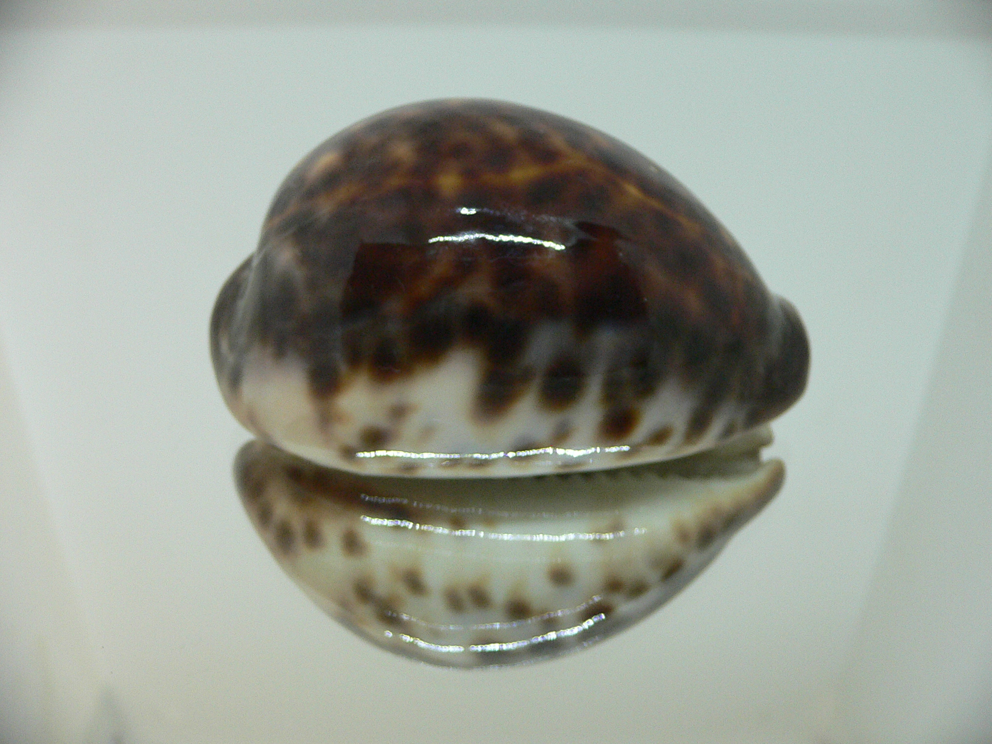 Cypraea tigris tigris DARK