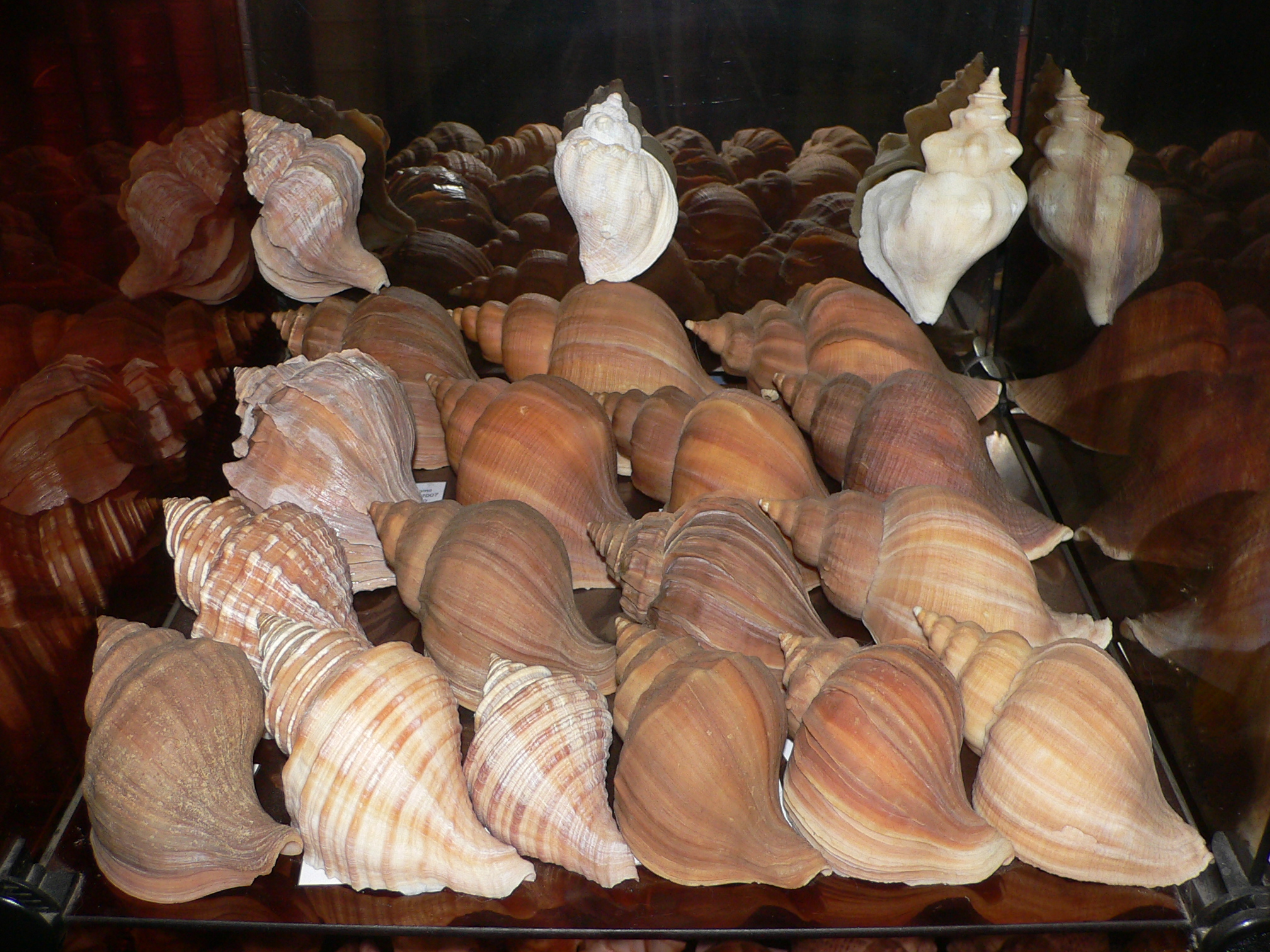 Neptunea polycostata polycostata COLOR